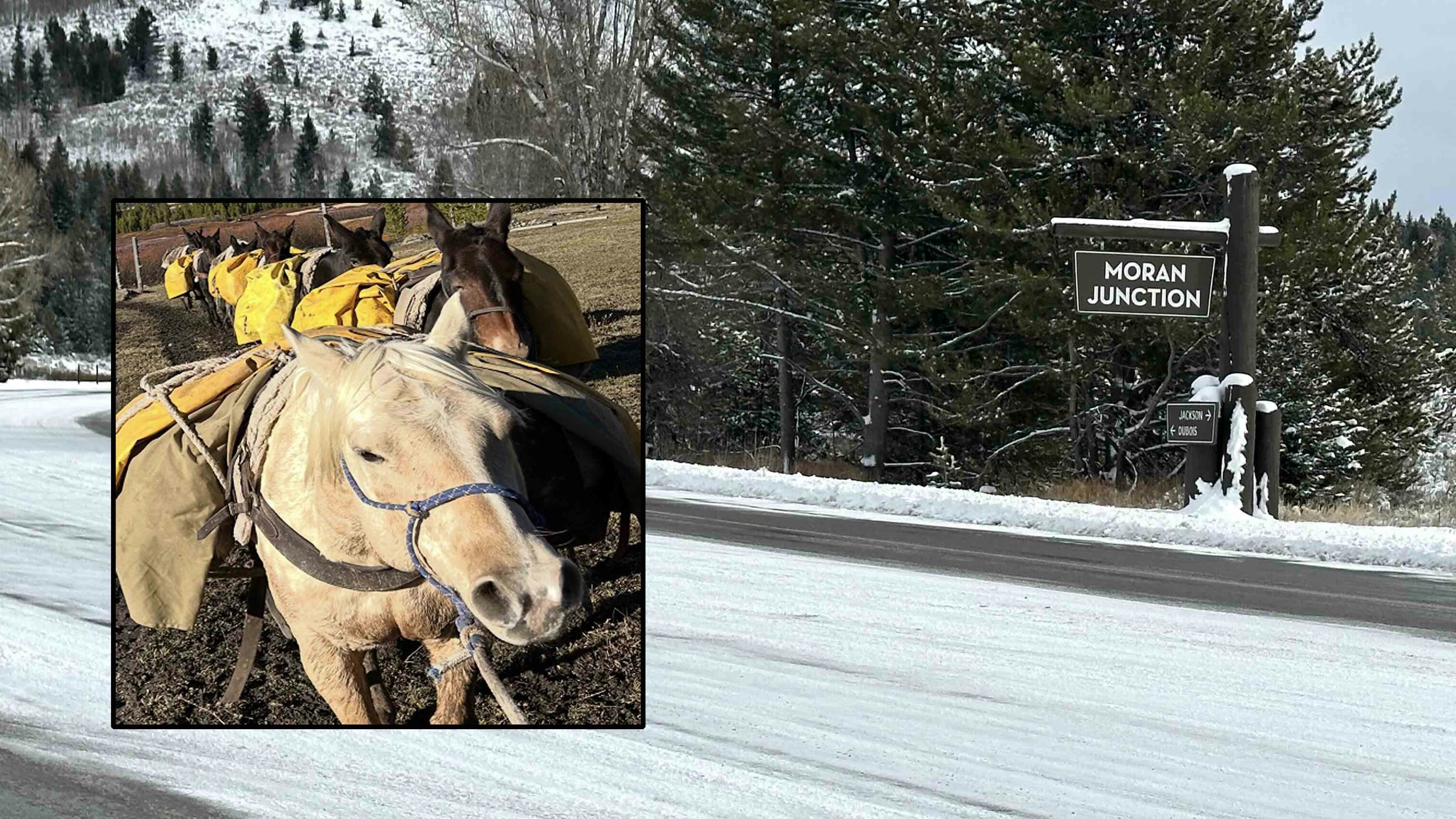The two pack horses that wandered off in late October north of Moran are still missing. An owner of one of the horses has conducted aerial searches, both in a small plane and with a thermal drone.