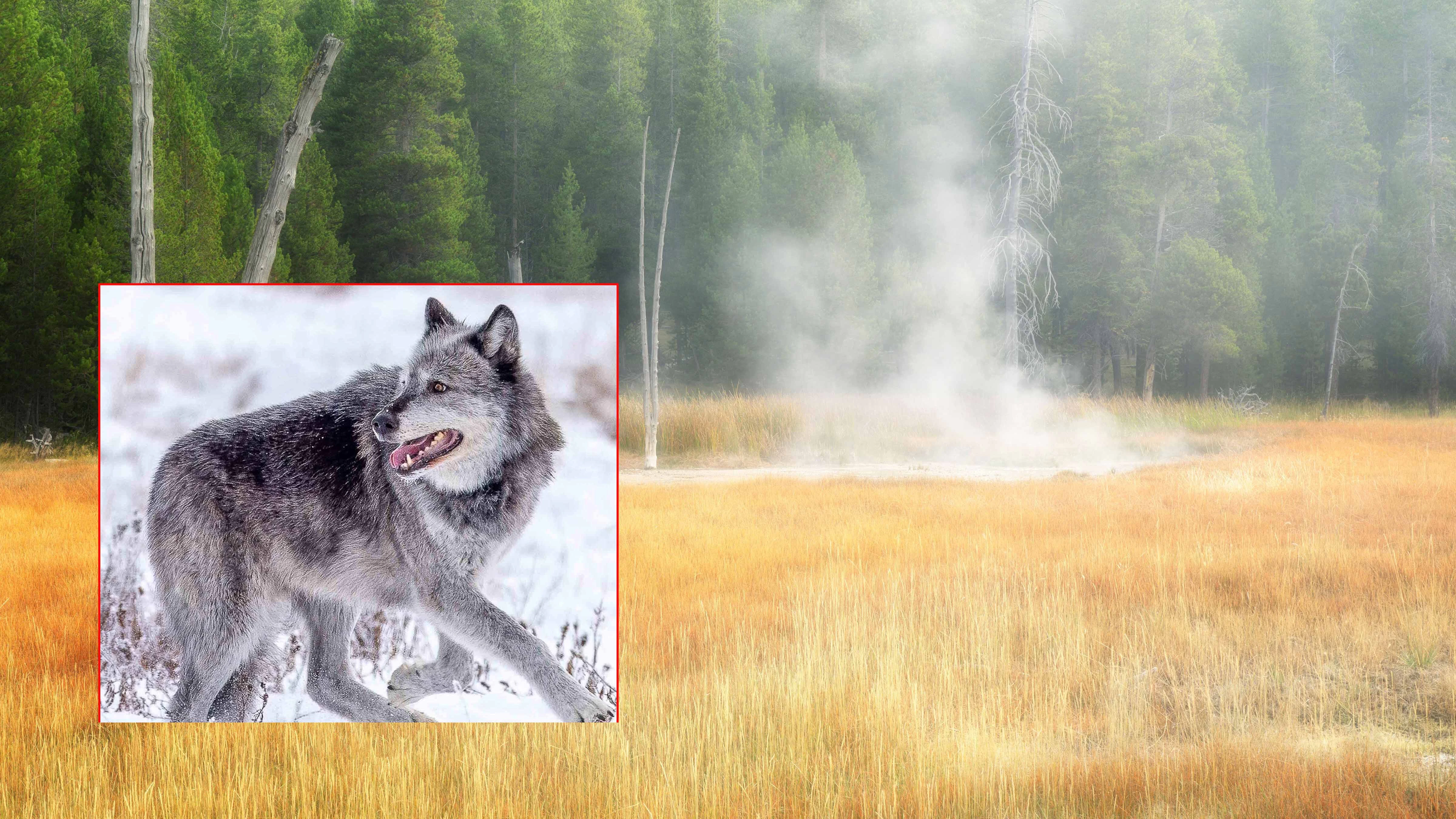 Hunters apparently took about five days to reach the four-wolf limit in an area where the famous Mollie’s pack denned, but no members of Yellowstone National Park's oldest pack were killed, a Wyoming Game and Fish official said Monday.