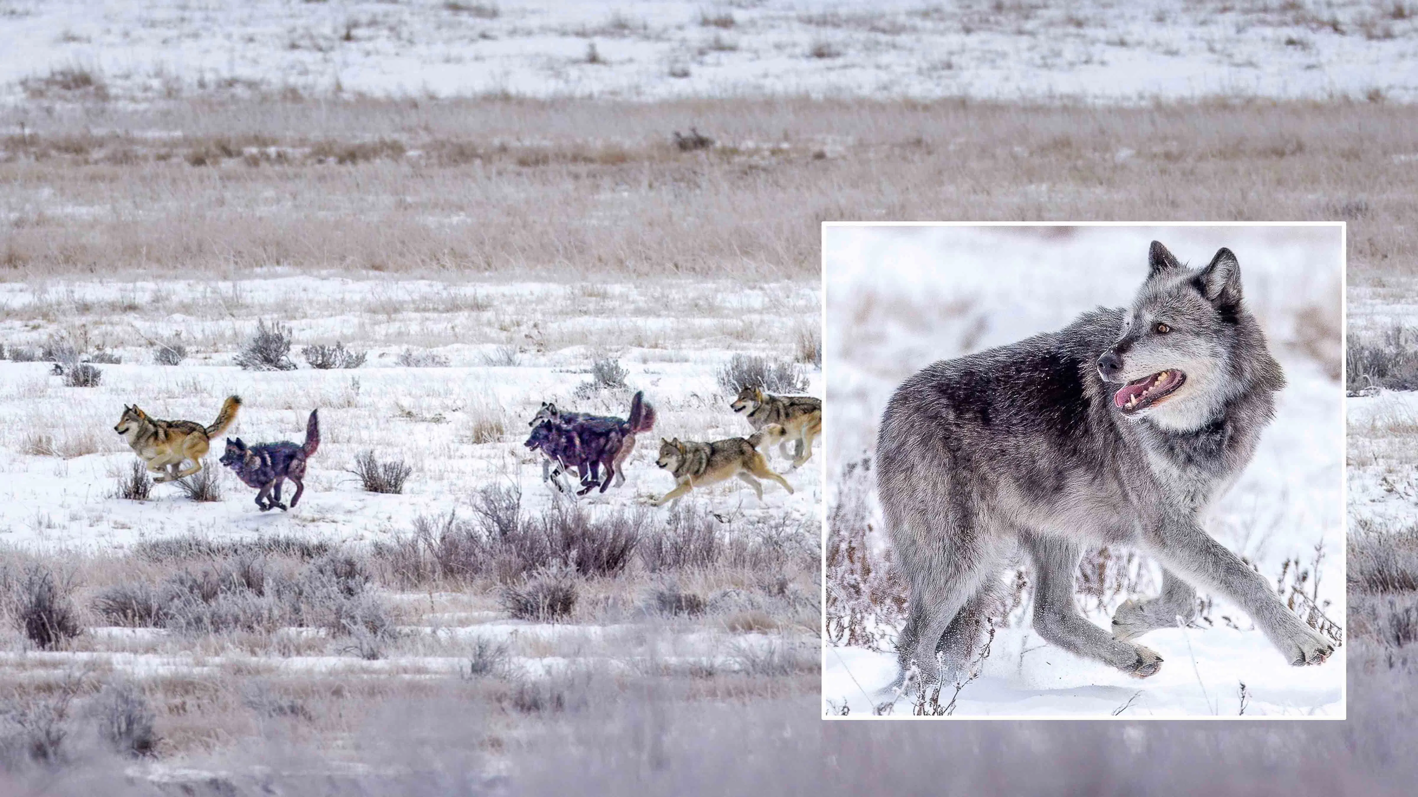 The Mollie’s Pack is Yellowstone's oldest wolf pack and includes the famous Wolf 1090F. The pack is safe, for now, after returning to Yellowstone National Park just before the start of Wyoming's hunting season Tuesday.