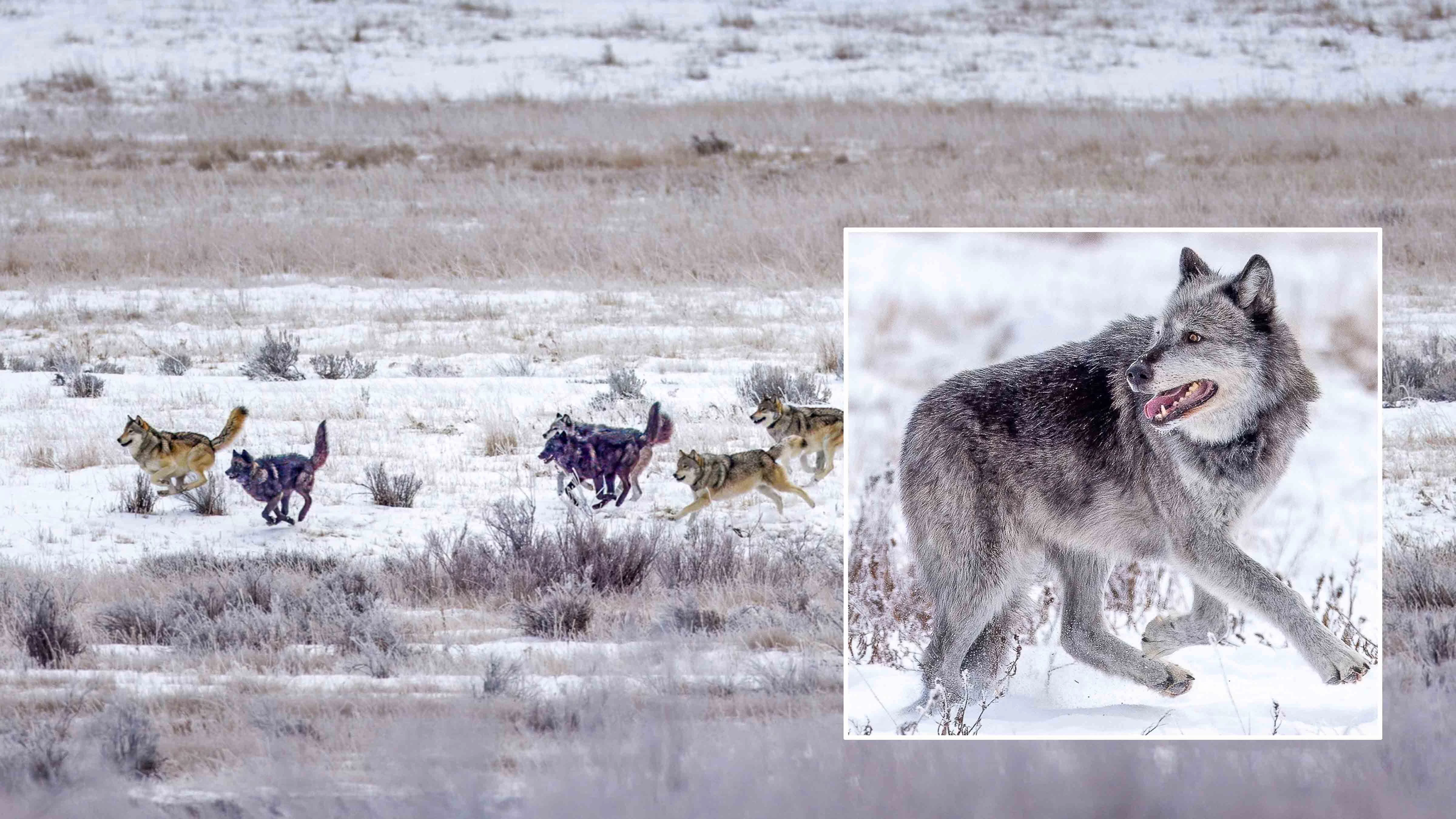 The Mollie’s Pack is Yellowstone's oldest wolf pack and includes the famous Wolf 1090F. The pack is safe, for now, after returning to Yellowstone National Park just before the start of Wyoming's hunting season Tuesday.
