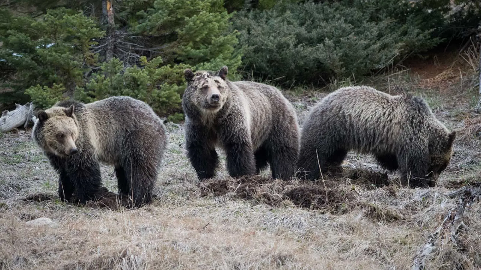 Yellowstone Grizzly Still Has Cubs With Her Past Age 3, When Most Leave At 2Mark HeinzMay 07, 2026