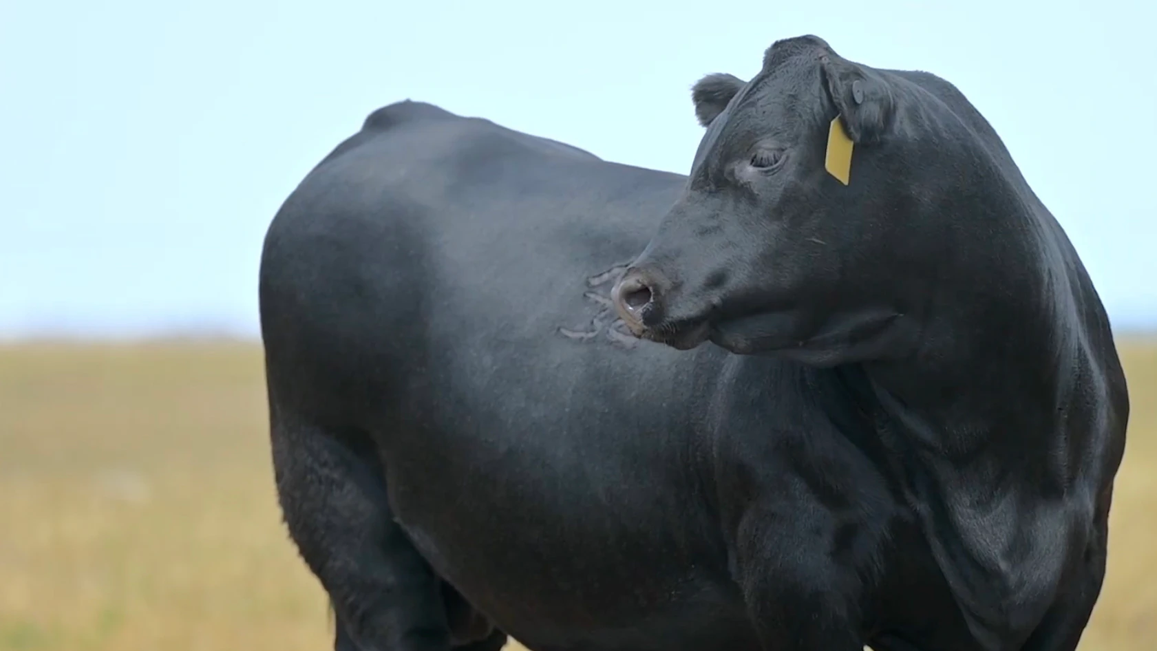 Auctioneer Roger Jacobs has sold plenty of expensive cattle over the years, but even he seemed stunned Saturday as the bidding on a 9-month-old Angus bull climbed toward $1 million at the Billings Livestock Commission in Montana.
