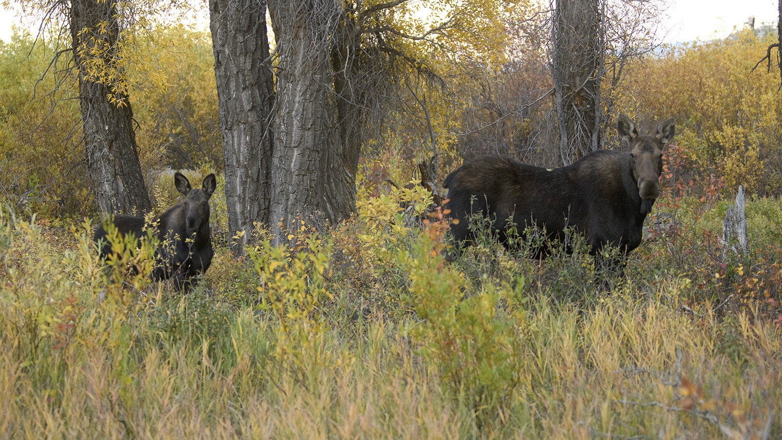 Wyoming’s moose are nothing to trifle with, especially female moose with calves to protect.