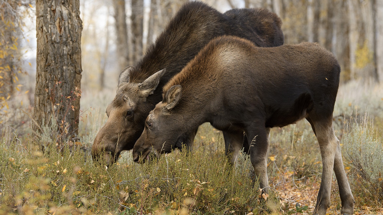Wyoming’s moose are nothing to trifle with, especially female moose with calves to protect.