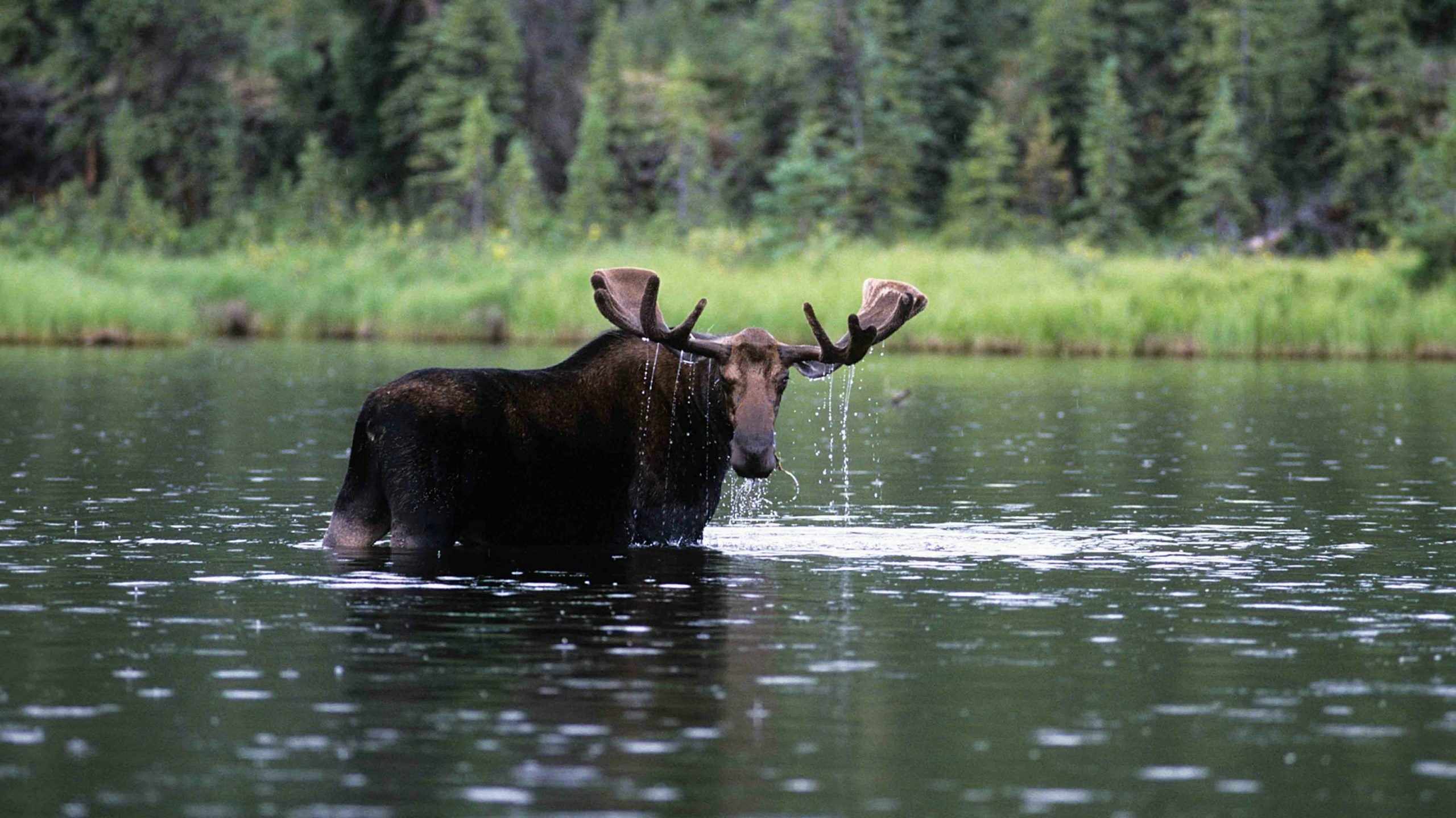 Moose 5 25 22 scaled