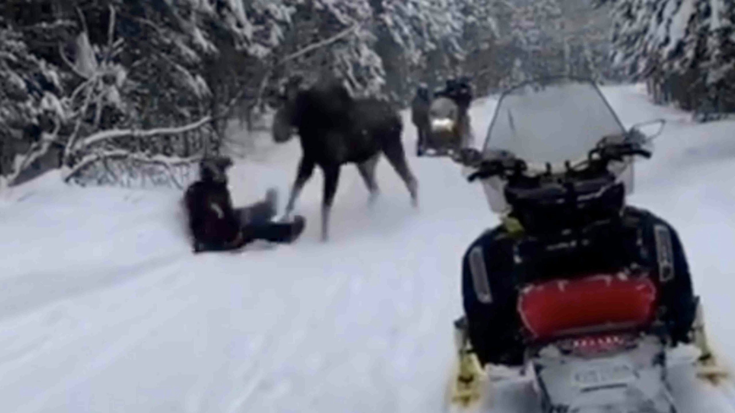 Moose attack 3 24 22 scaled