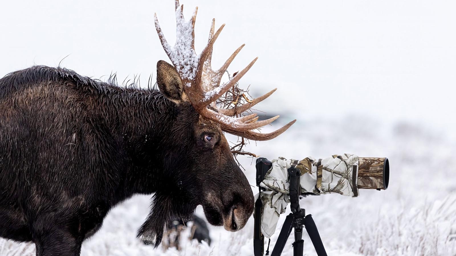 After chasing off a photographer that got too close, a bull moose checks out a camera near Wyoming’s Grand Tetons.