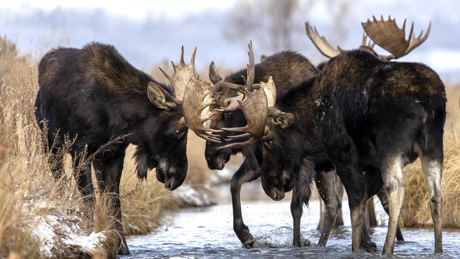 Bull moose engage in playful sparring in a creek at a popular winter gathering spot for moose near Wyoming’s Grand Tetons.