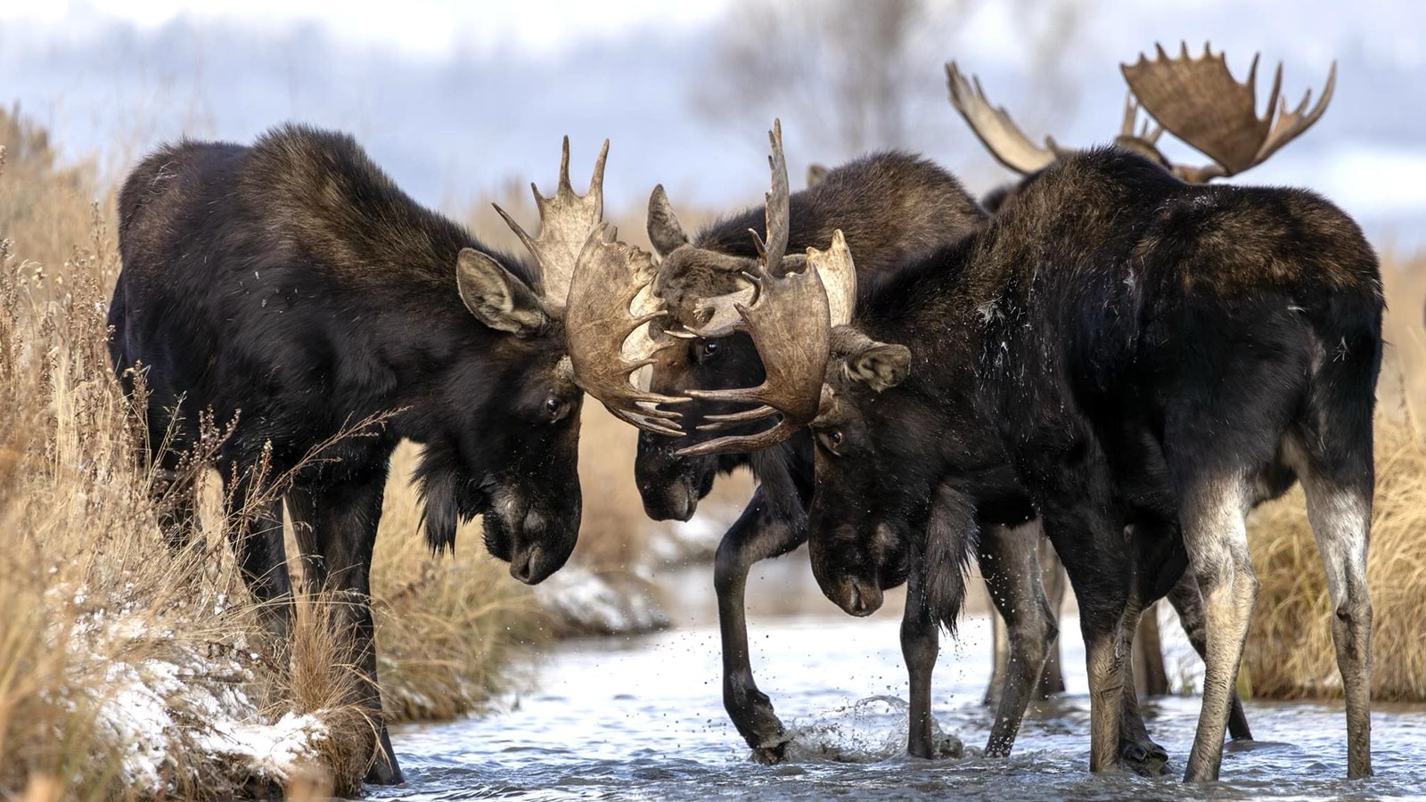 In Wyoming, moose enjoy mostly shallow water – such as this creek near Grand Teton National Park. In coastal areas, moose swim in deep water, where they might be devoured by killer whales.