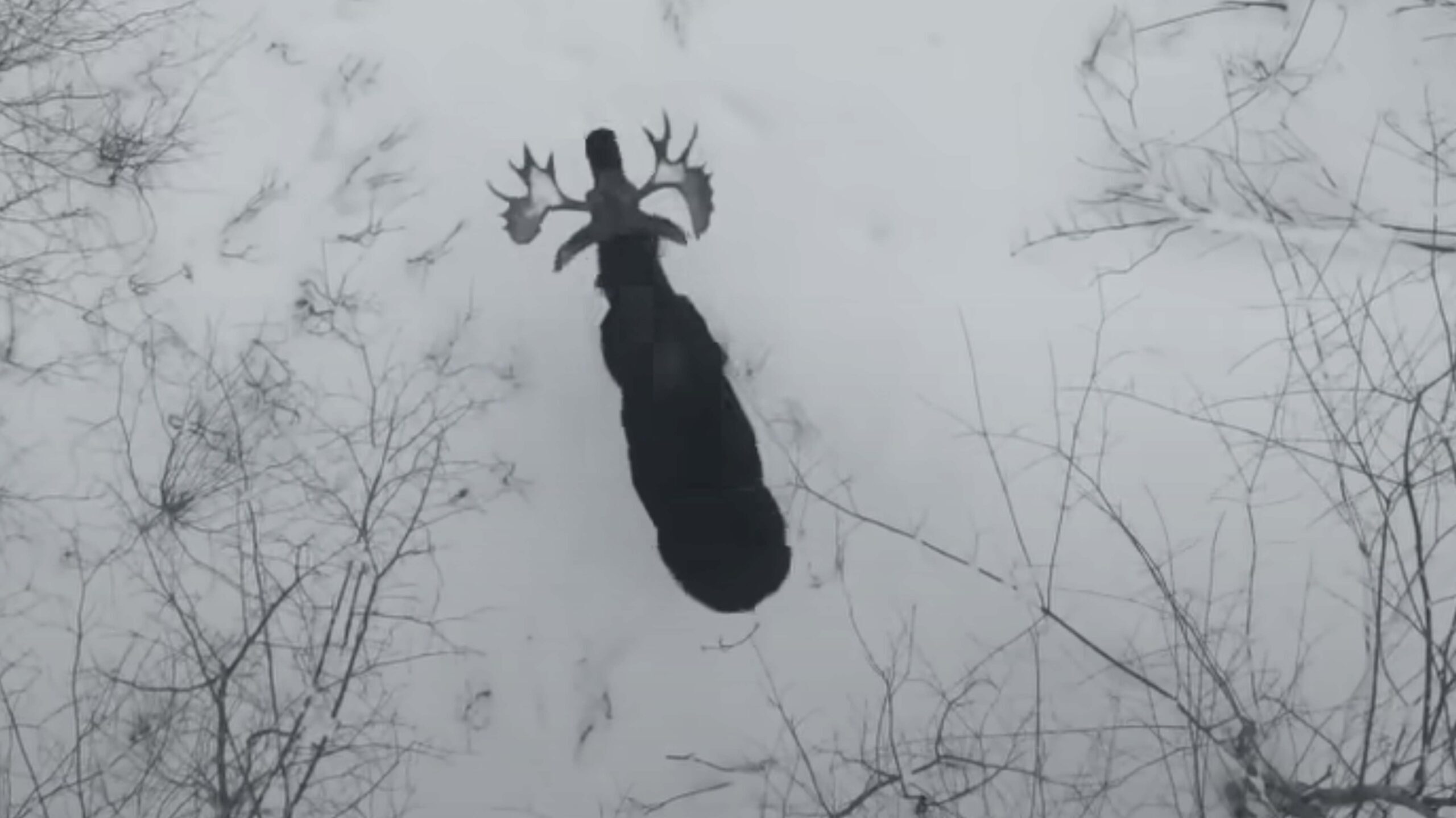 Moose drone 3 6 23 scaled
