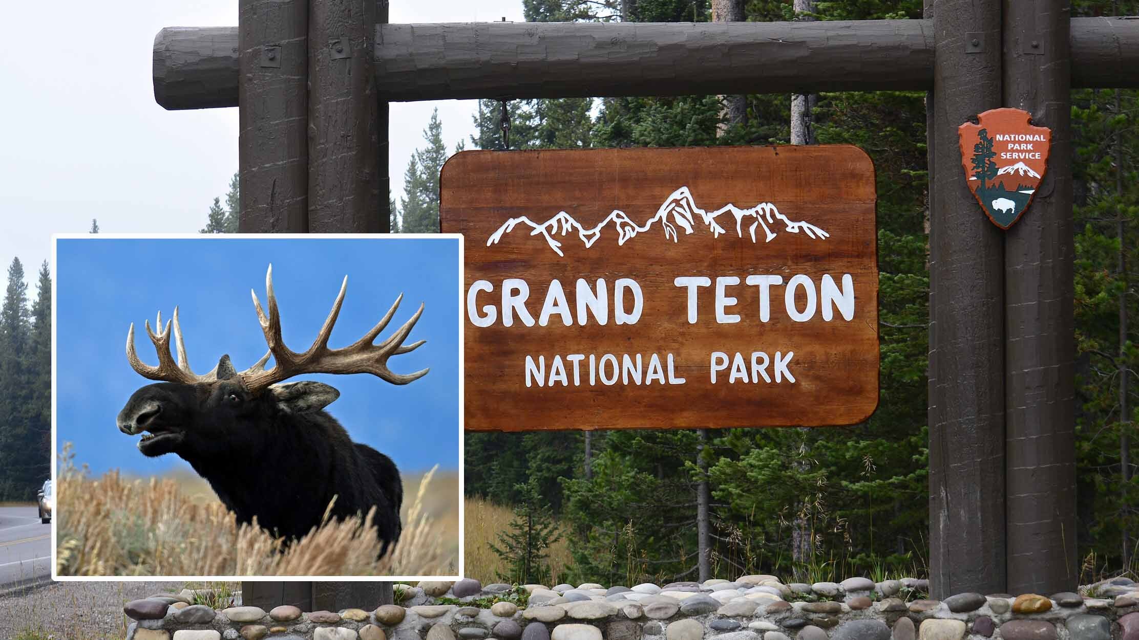 This bull moose in Grand Teton National Park was known as Elk Antler, because of the unique shape of his antlers. He was stuck by a vehicle and killed Friday.