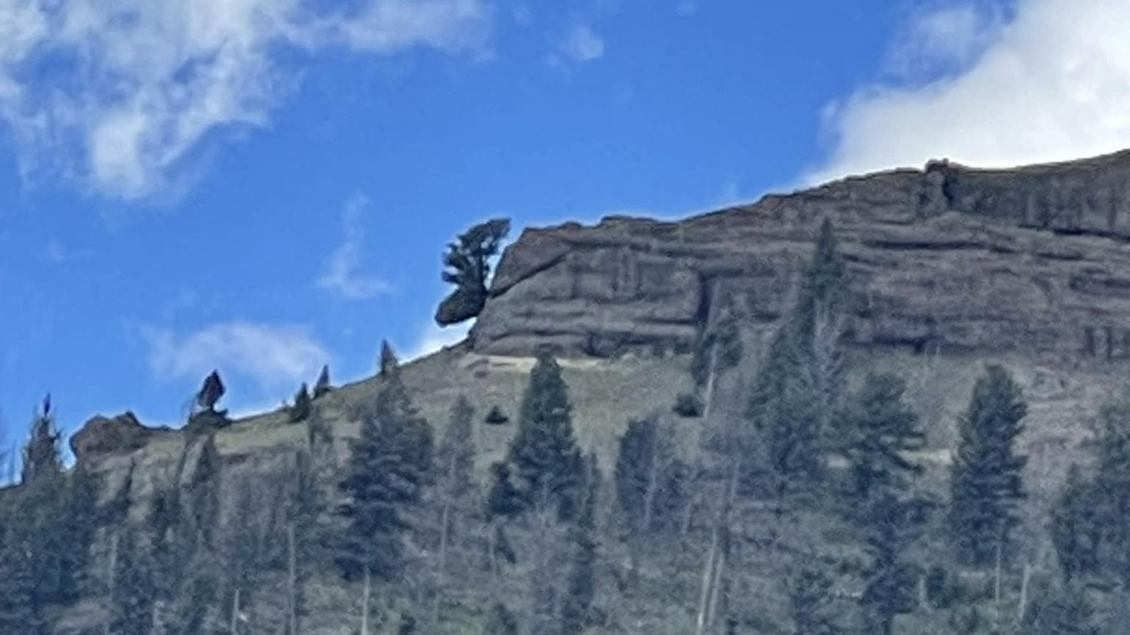 This tree growing from a rock face on a ridge in Yellowstone National Park’s Lamar Valley resembles a moose head. But folks have to know just where to look to see it.