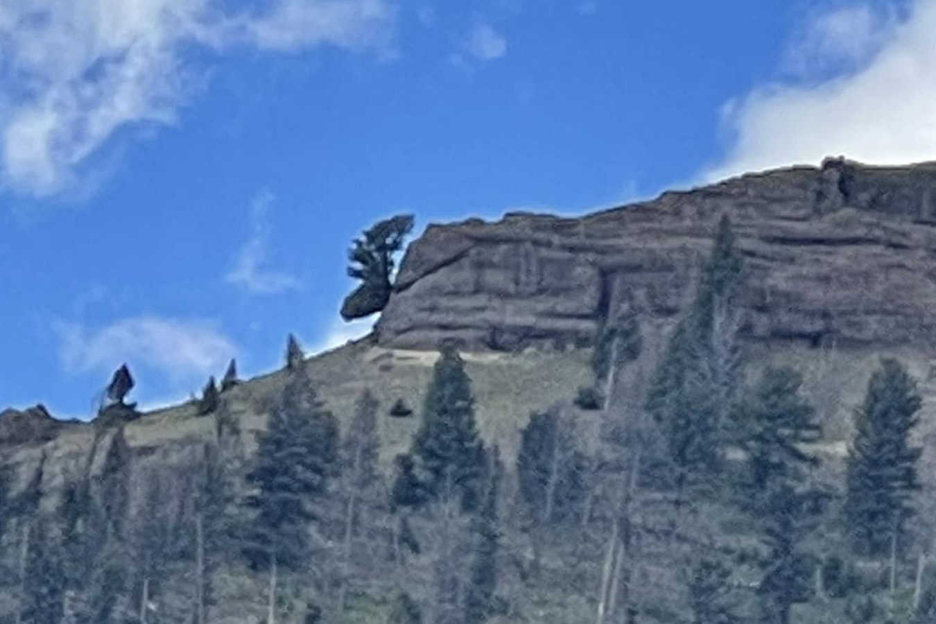 This tree growing from a rock face on a ridge in Yellowstone National Park’s Lamar Valley resembles a moose head. But folks have to know just where to look to see it.