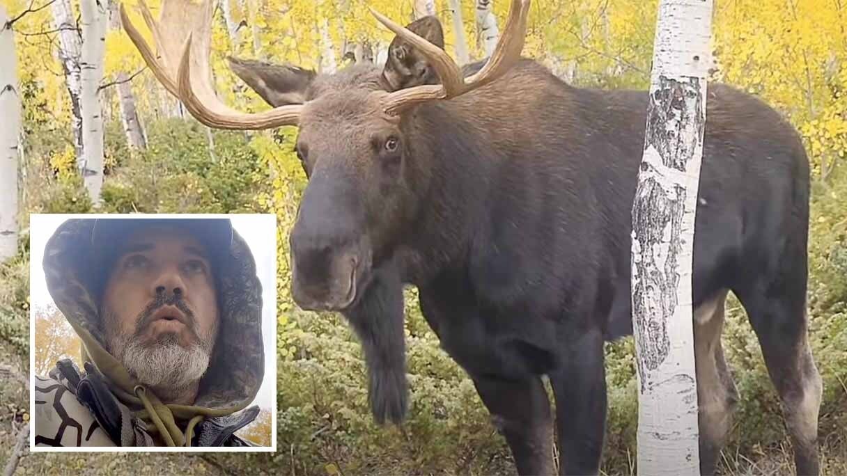 A Wyoming hunter called in a bull moose to within 10 feet of where he stood while hunting elk Tuesday. The hunter said he experienced a “pure rush,” and was safe because he was behind a tree. “I’m brave, but I’m not an idiot,” he said.