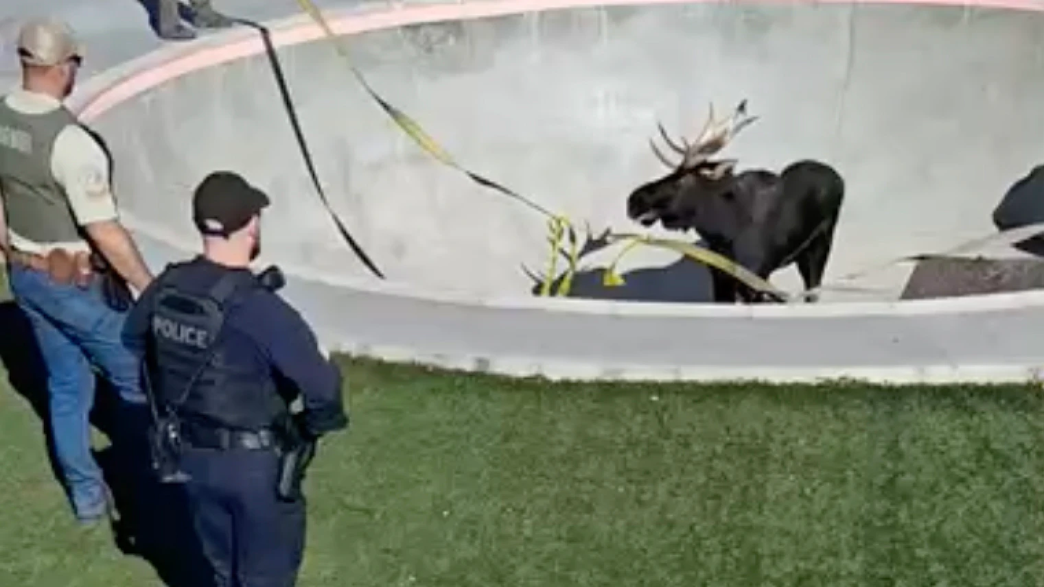 A large bull moose was stuck for hours in a Red Lodge, Montana, skate park on Wednesday, Oct. 7, 2026.