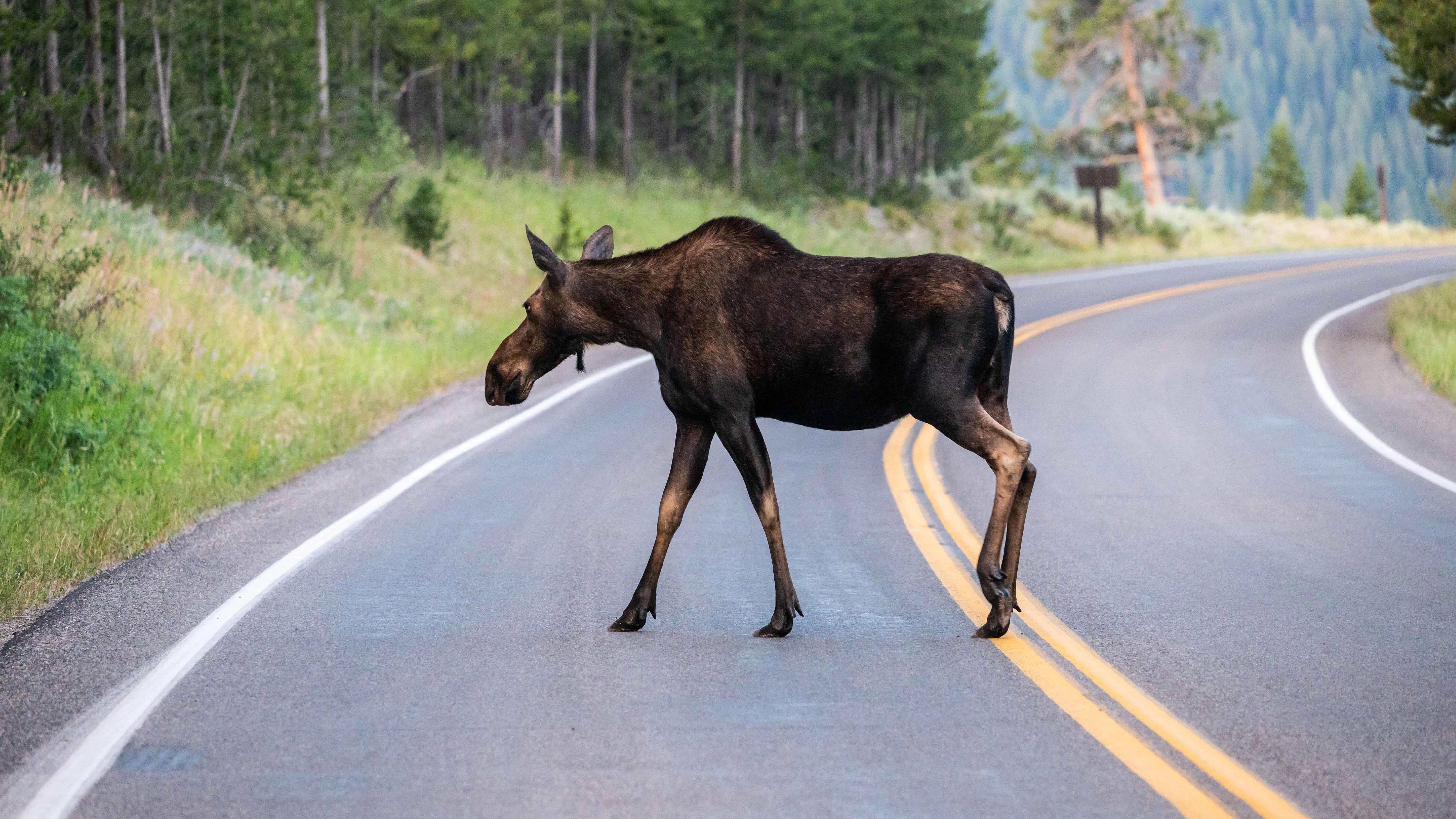 Wyoming’s persistent hot, dry weather could be to blame for a spike in roadkill as wildlife is being drawn to greenery and water alongside highways.