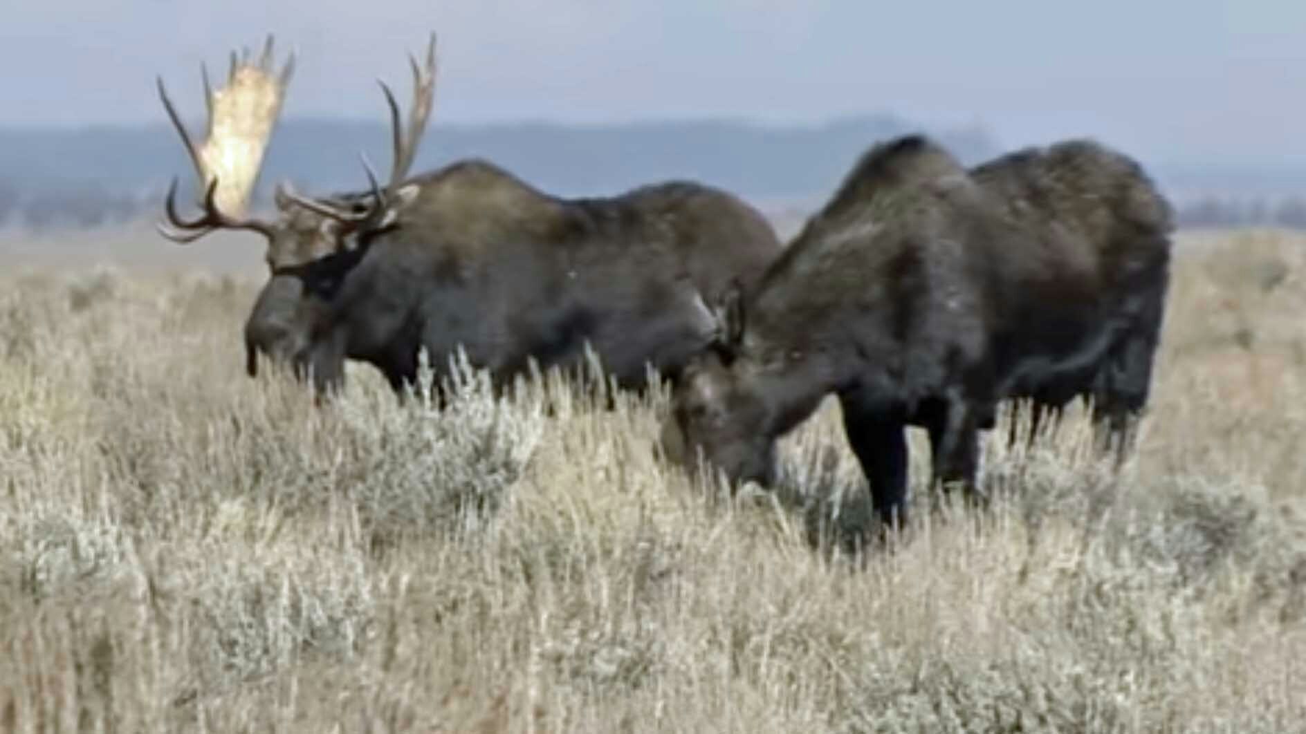 Moose screenshot