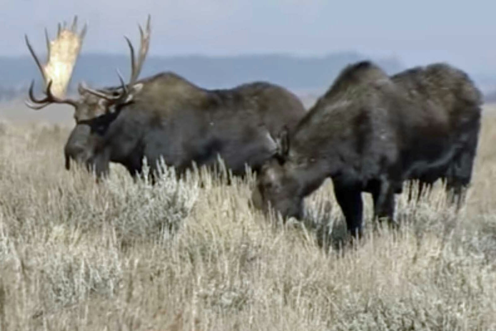 Moose screenshot