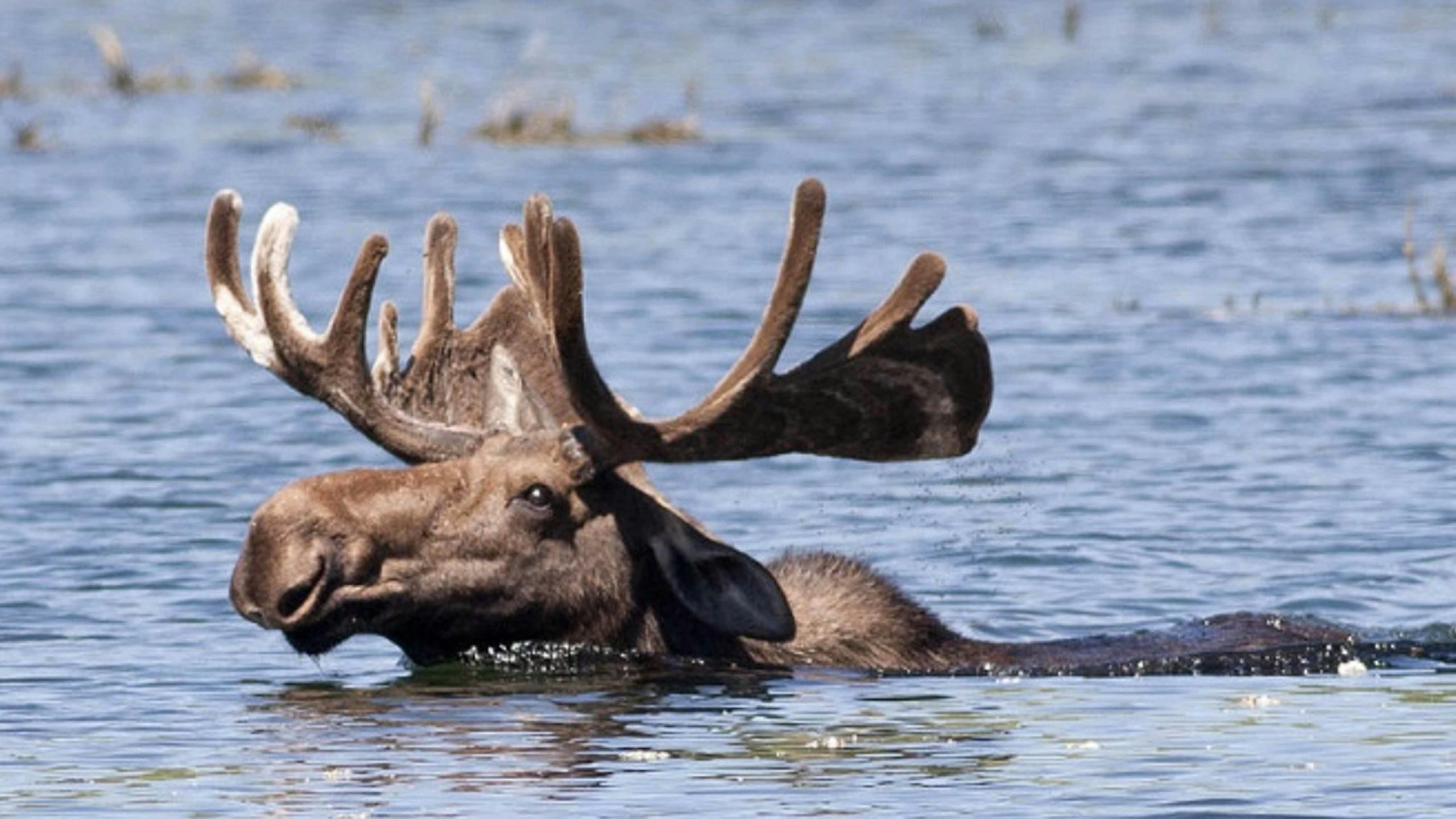 Moose swim 6 17 22 scaled