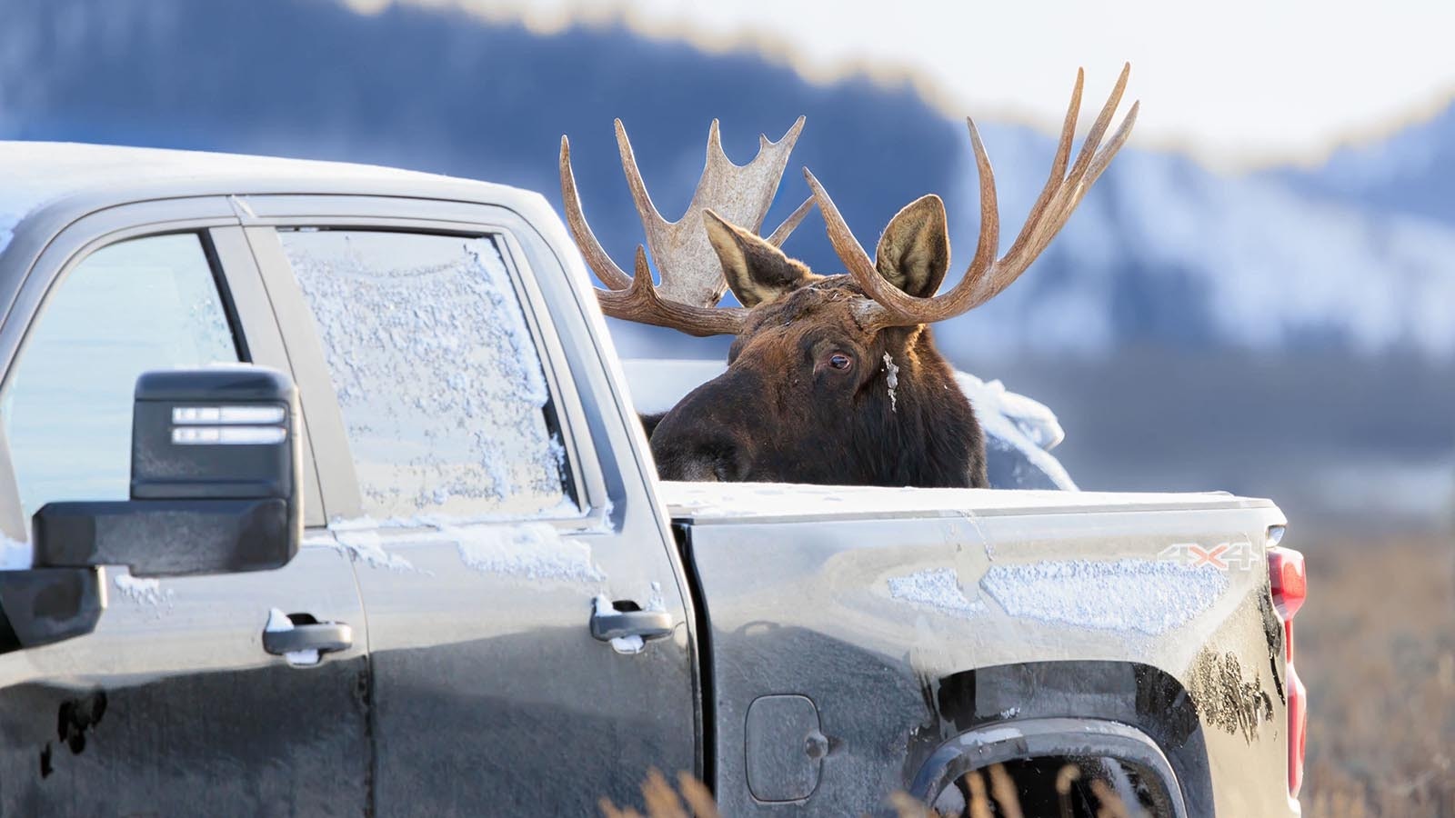 While the angle of this photos makes it look as if this bull moose is in the back of a pickup truck near Wyoming’s Grand Tetons. The moose was actually licking road salt off the side of the vehicle.