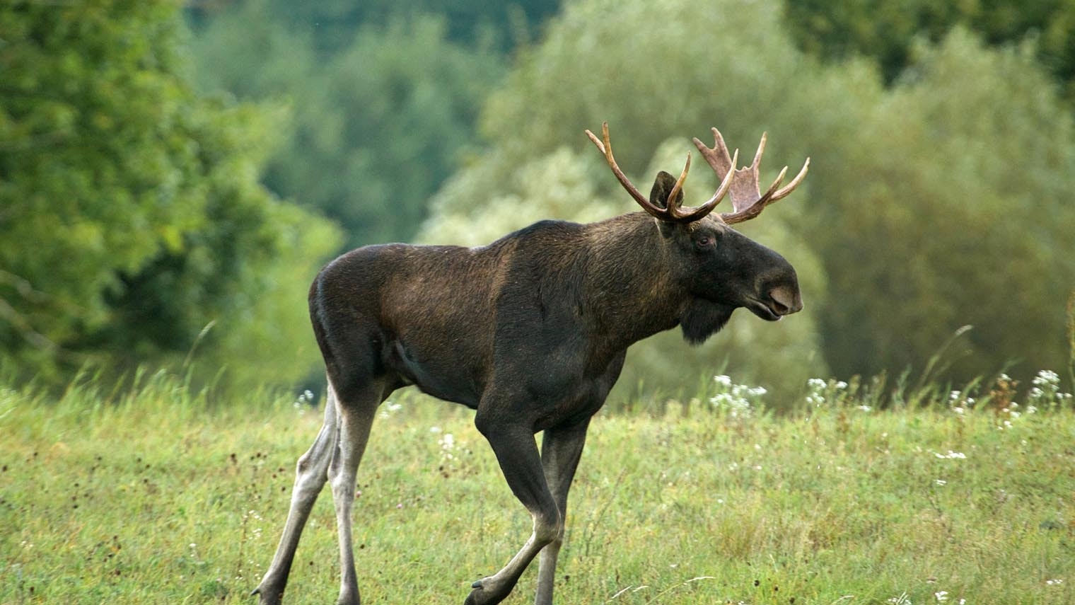 Moose walk