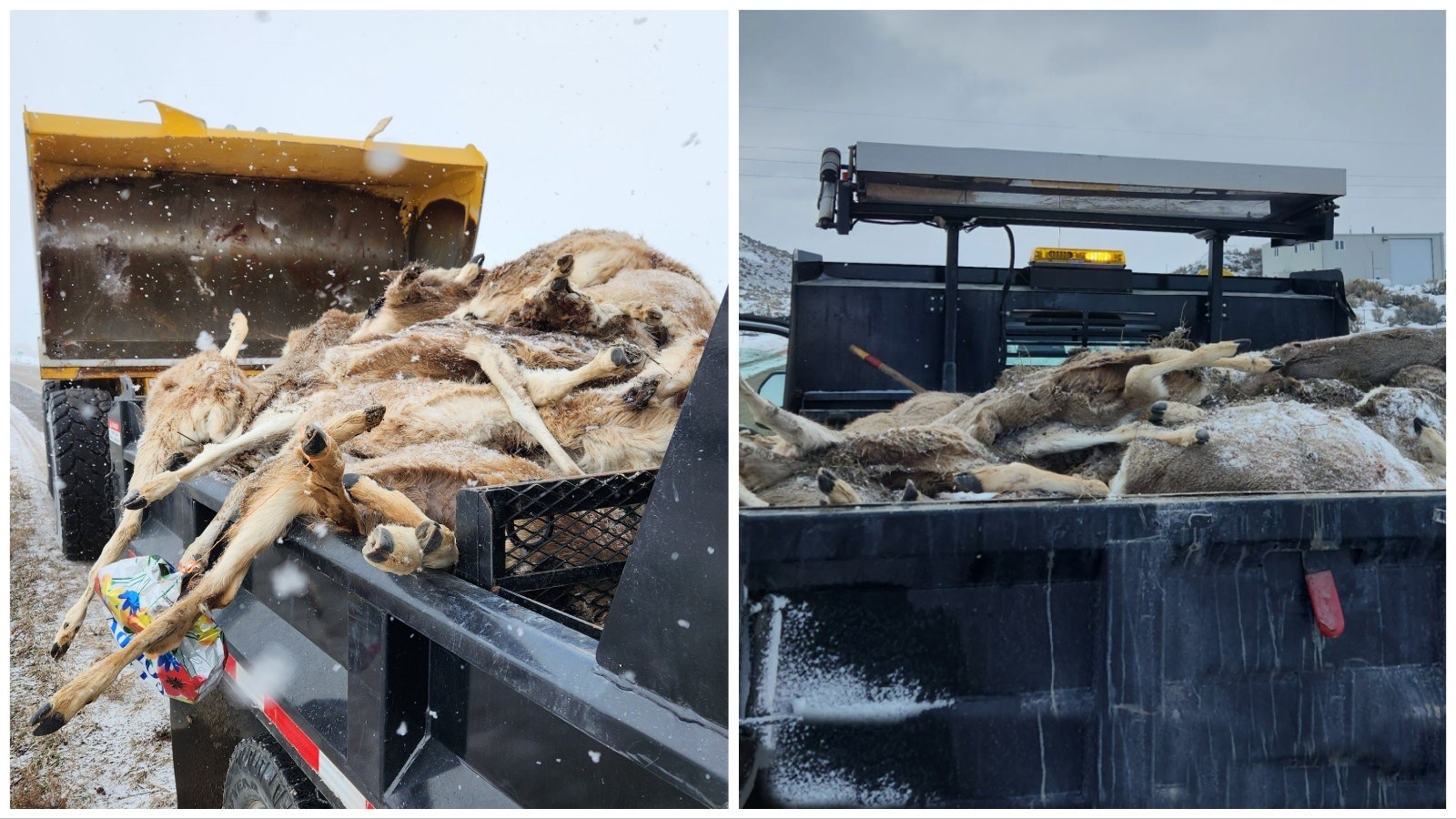 More dead carcasses 4 28 23