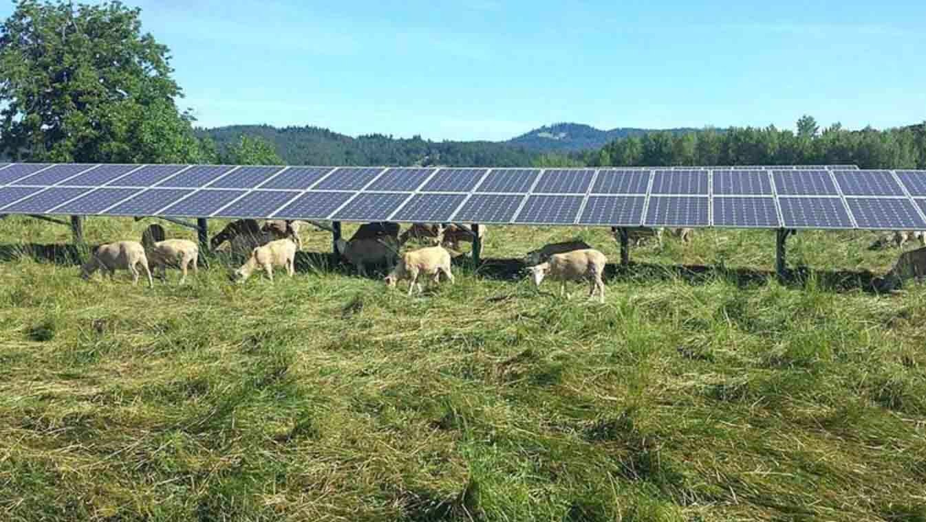 More sheep and solar 2 10 24