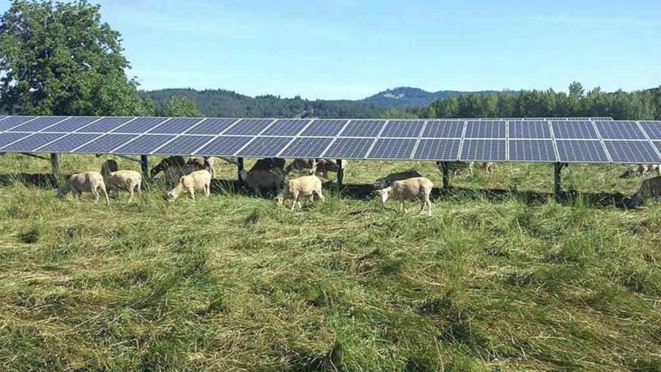 Raised solar panels allow sheep to graze under them, allowing dual-use of the land while also providing shade and shelter for the sheep.