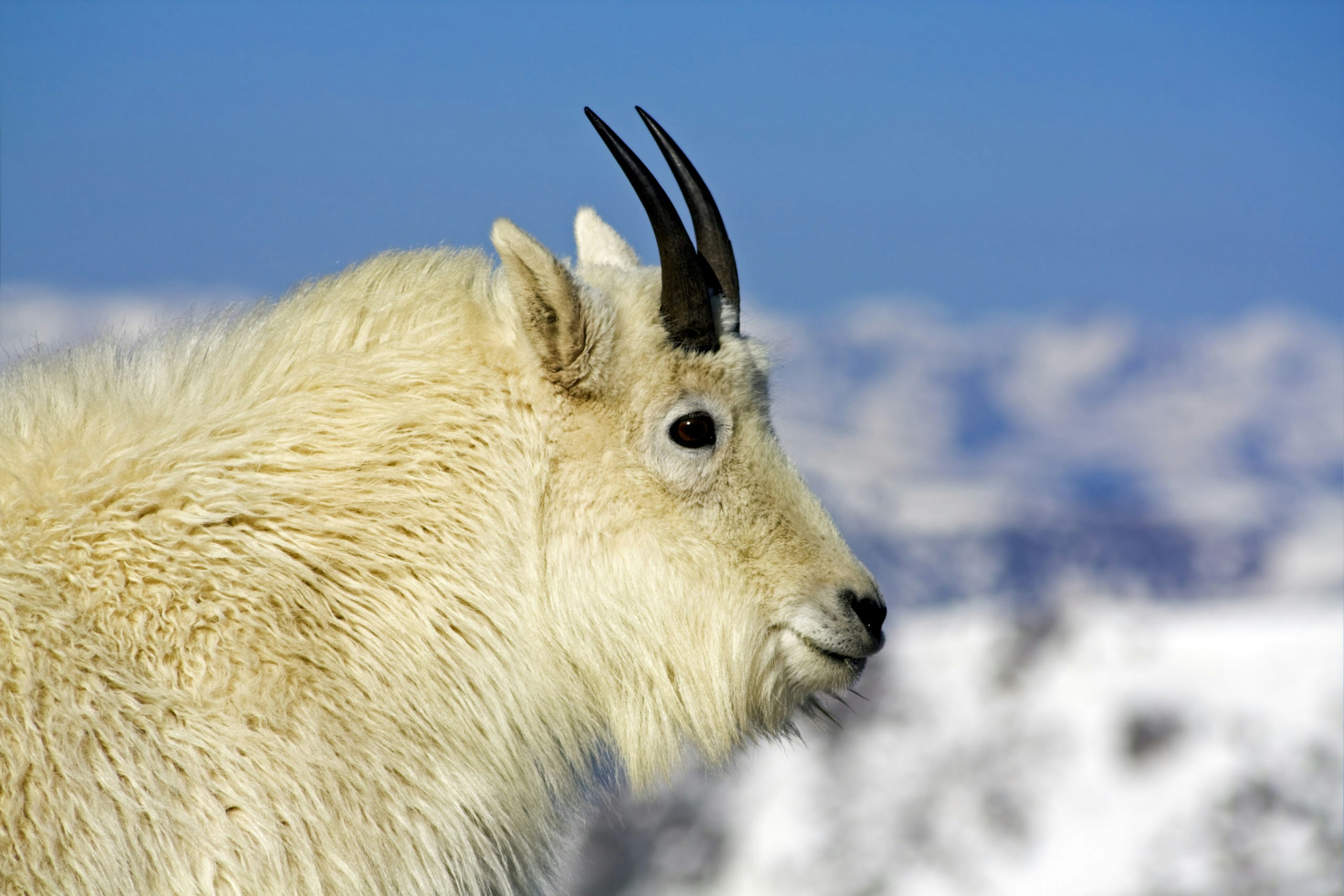 Mountain goat PMUWXCP scaled