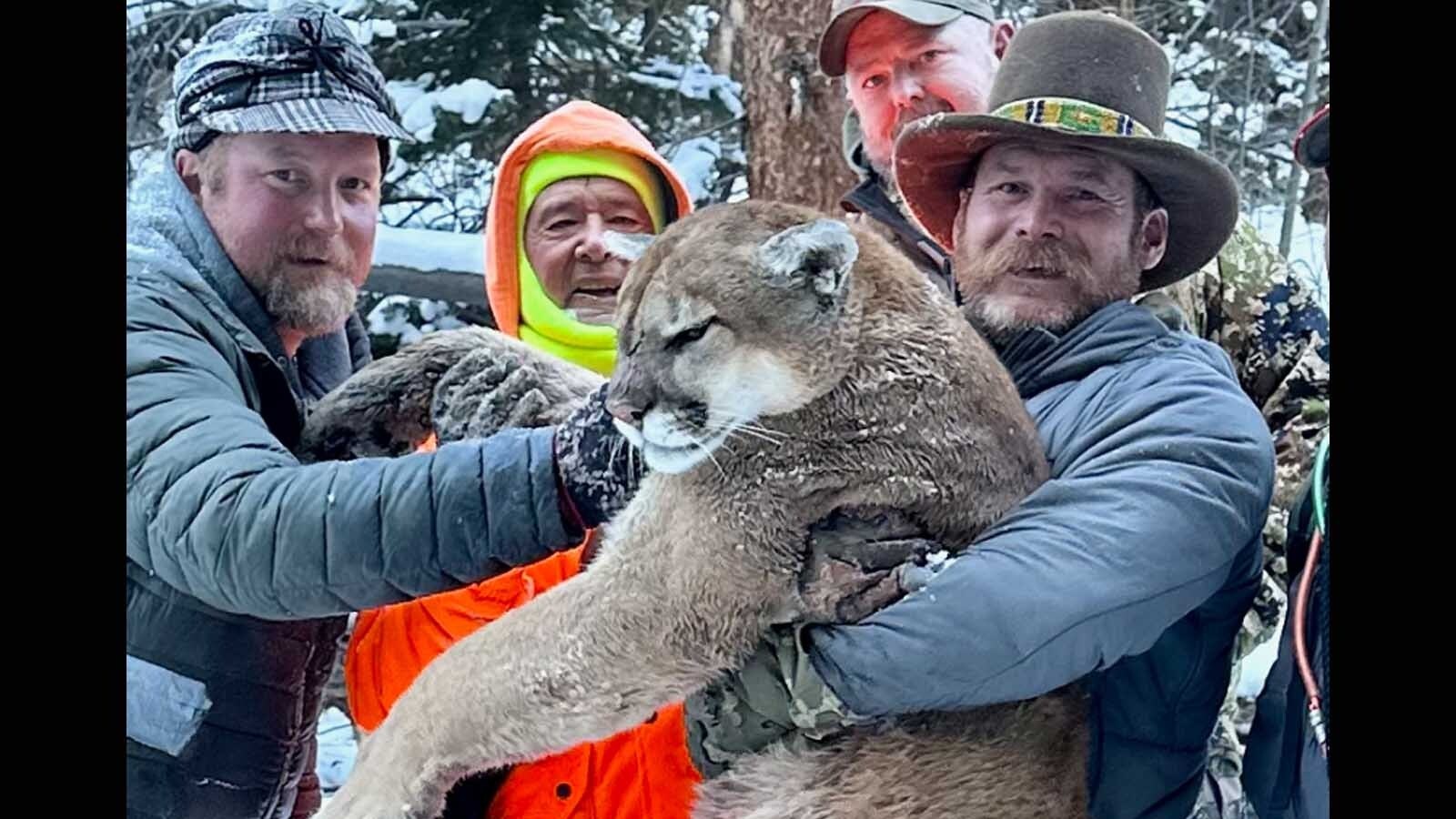 Hunters using hounds bagged this huge mountain lion near Encampment, Wyoming.