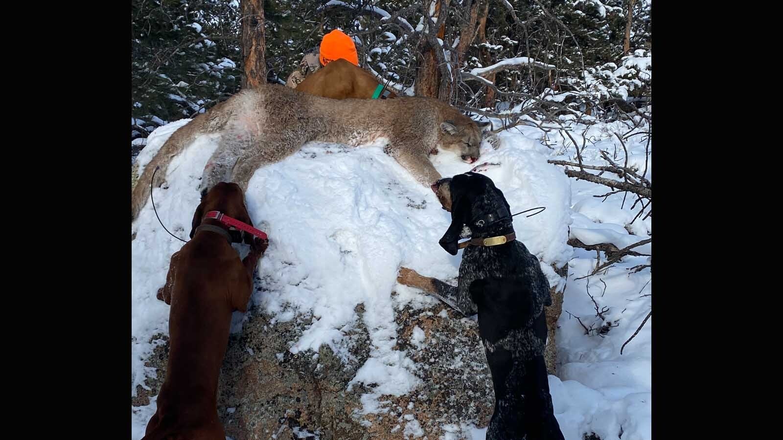 Mountain lions are common in the Saratoga-Encampment area of Wyoming, where they are hunted with hounds.