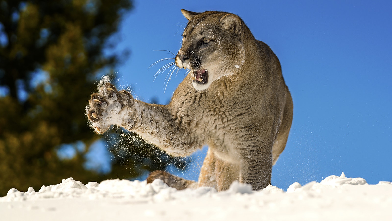 Mountain lion 3 22 23