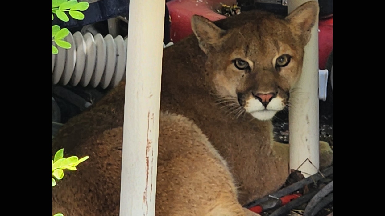 Photo of mountain lion caught in Laramie on Tuesday, June 13, 2023. Jake Riske took this picture when it was first found in a backyard.