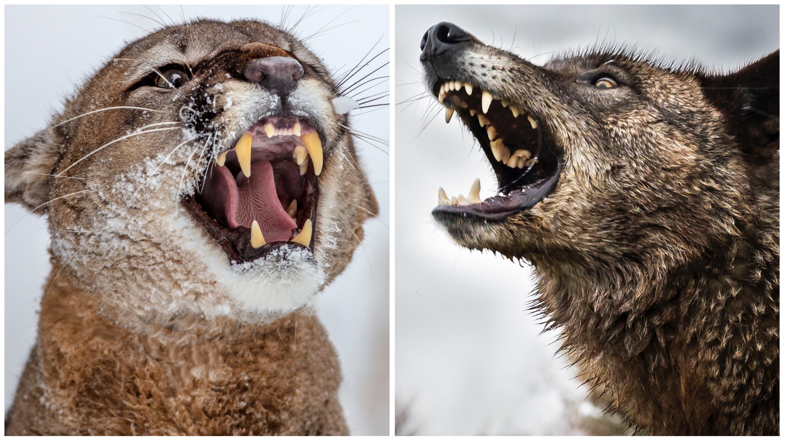 Mountain lion v worlf 12 19 22