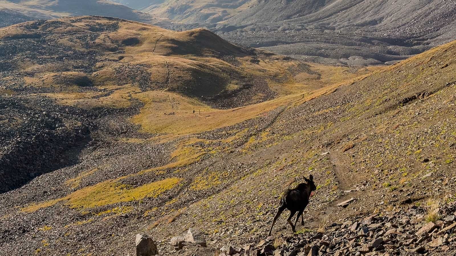 Hikers high above timber line on Mount Sneffels in southwest Colorado were stunned when a moose trotted right by them at 13,000 feet elevation. It’s rare to see moose that high, wildlife biologists say.