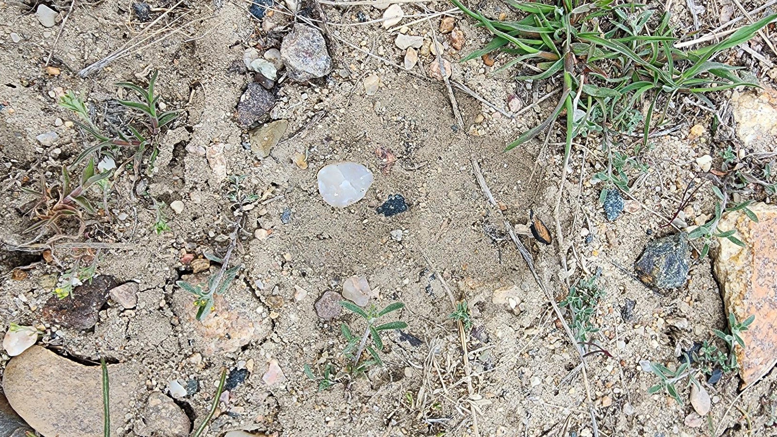 A large mountain lion has apparently been stalking the area around the Veterans Bridge in Evansville and stashing big game carcasses there. The police department is on the case, but so far the only solid evidence they’ve found is the beast’s tracks.