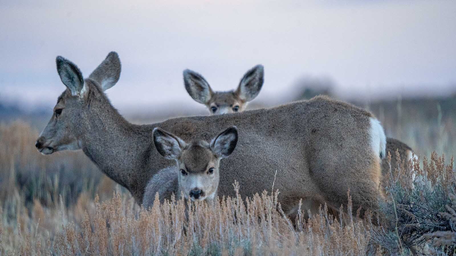 Mule deer, like these in Wyoming’s Prospect Mountains, are having their habitat threatened by invasive cheatgrass.