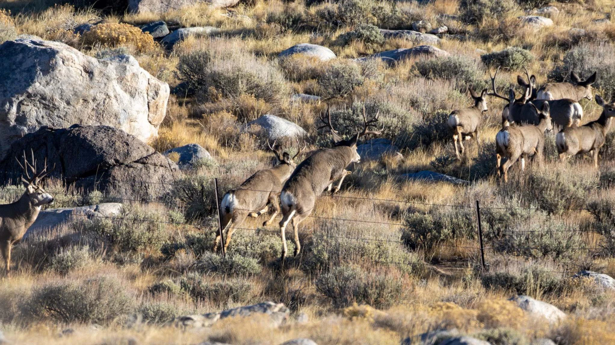 Wyoming’s mule deer are doing good so far this year, but there’s concern over their forage drying out before they can fatten up enough for winter.