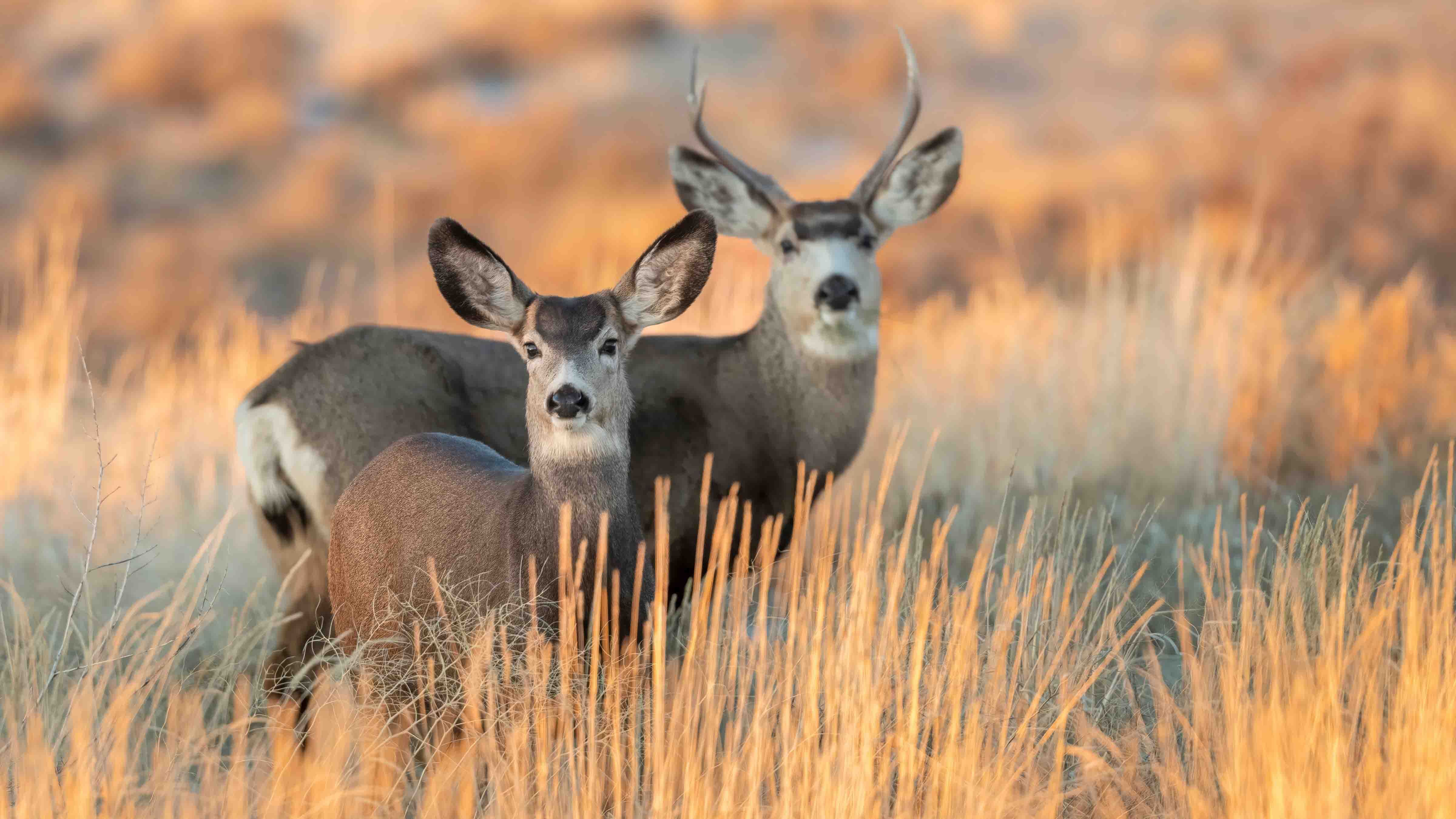 Roughly 2,000 mule deer will be gunned down on Catalina Island off the southern California Coast, if all goes as planned. Animal rights groups and hunters are united in opposing the massacre.