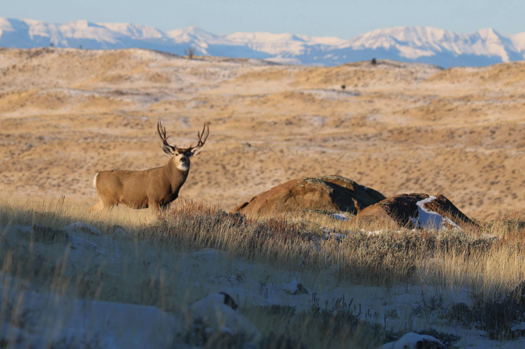 Wyoming’s mule deer are doing good so far this year, but there’s concern over their forage drying out before they can fatten up enough for winter.