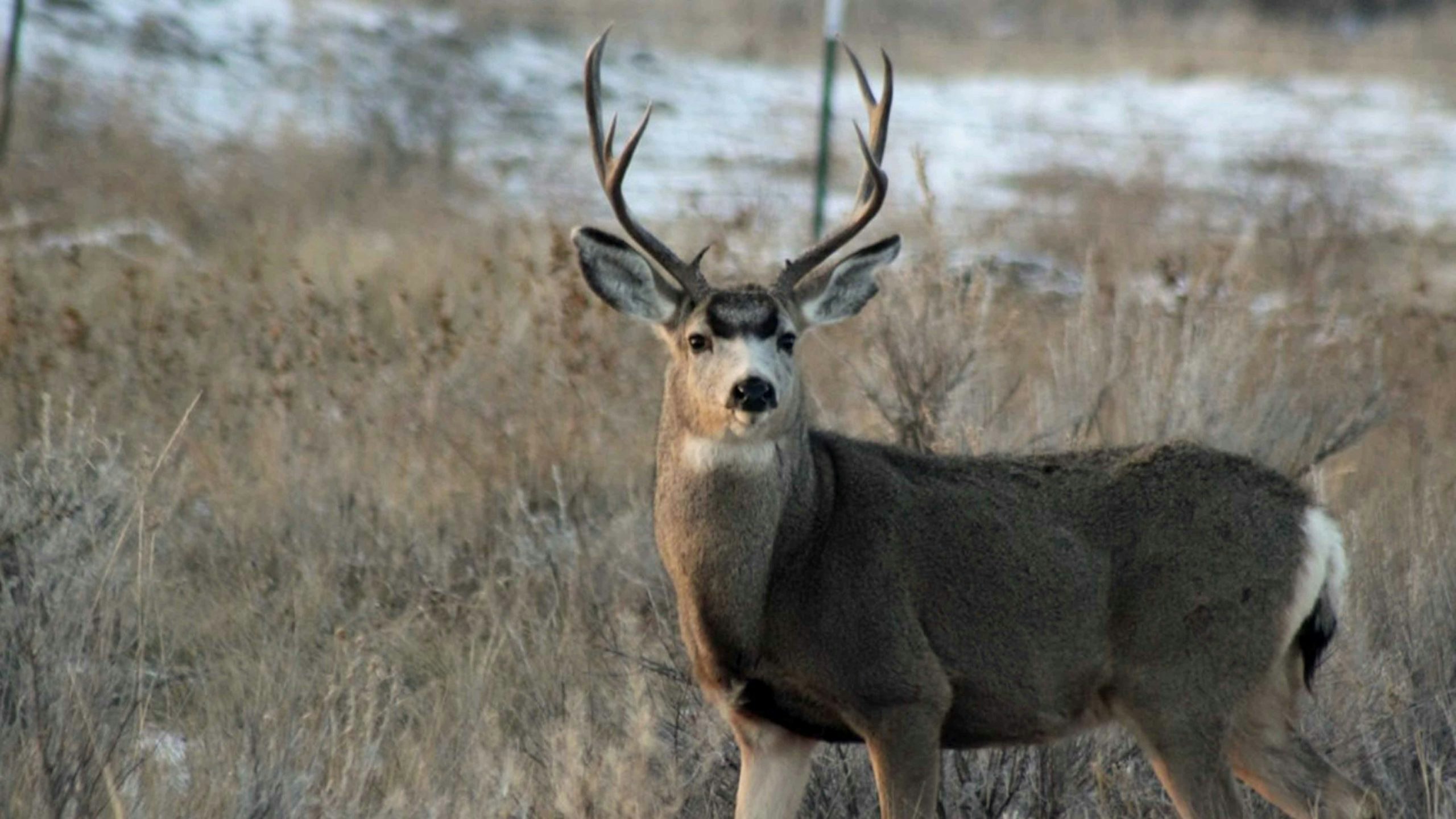 Mule deer 8 22 22 scaled