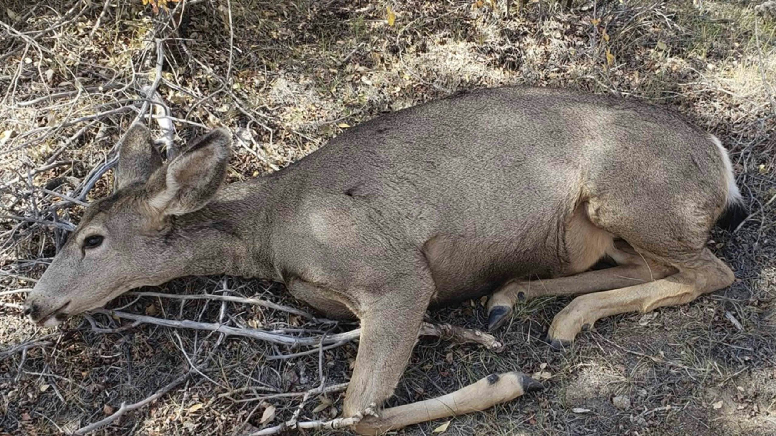 Mule deer 9 20 22 scaled