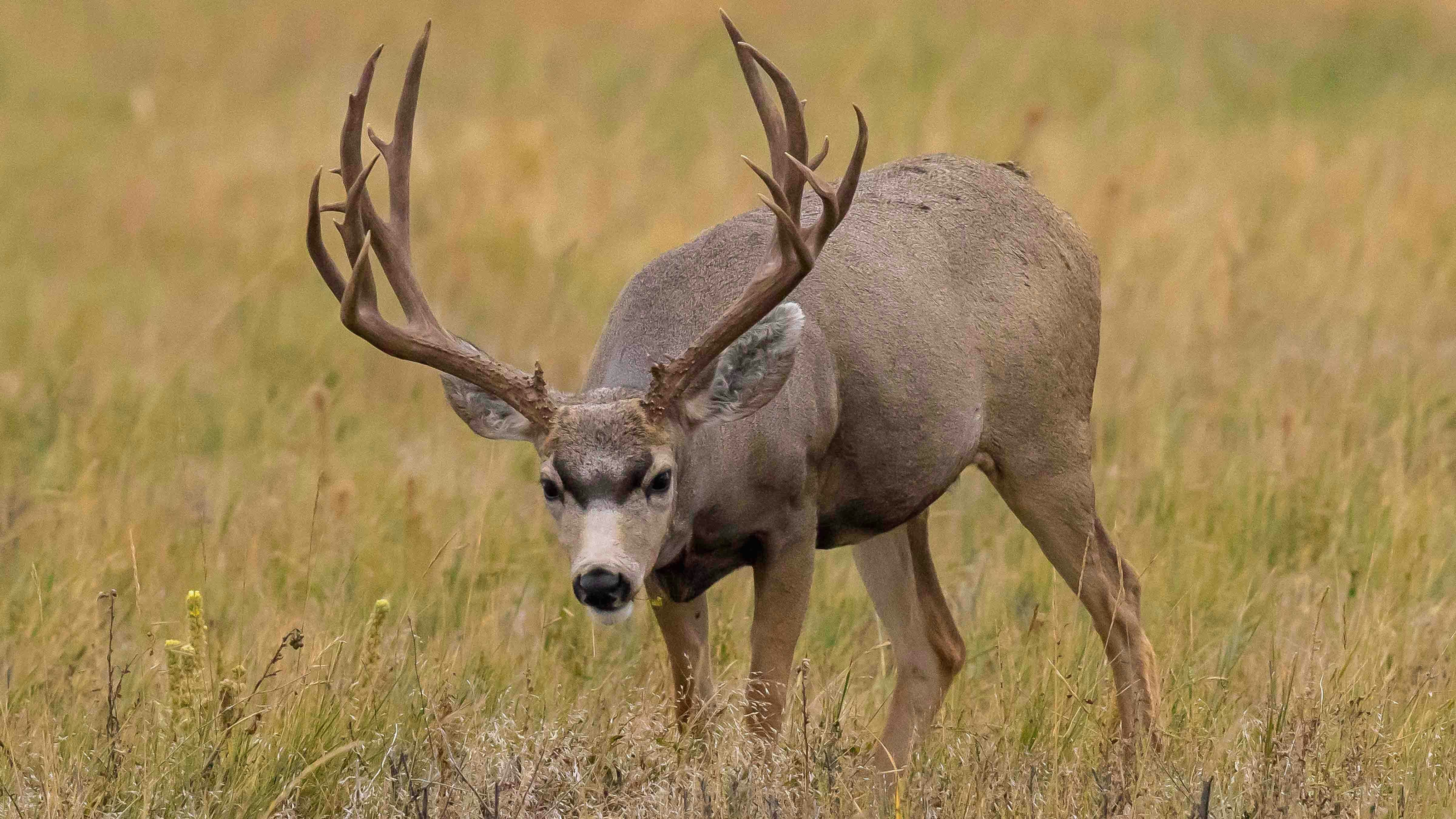 Monster Bucks: Wet Summer Boosts Wyoming Big Game Antler Growth