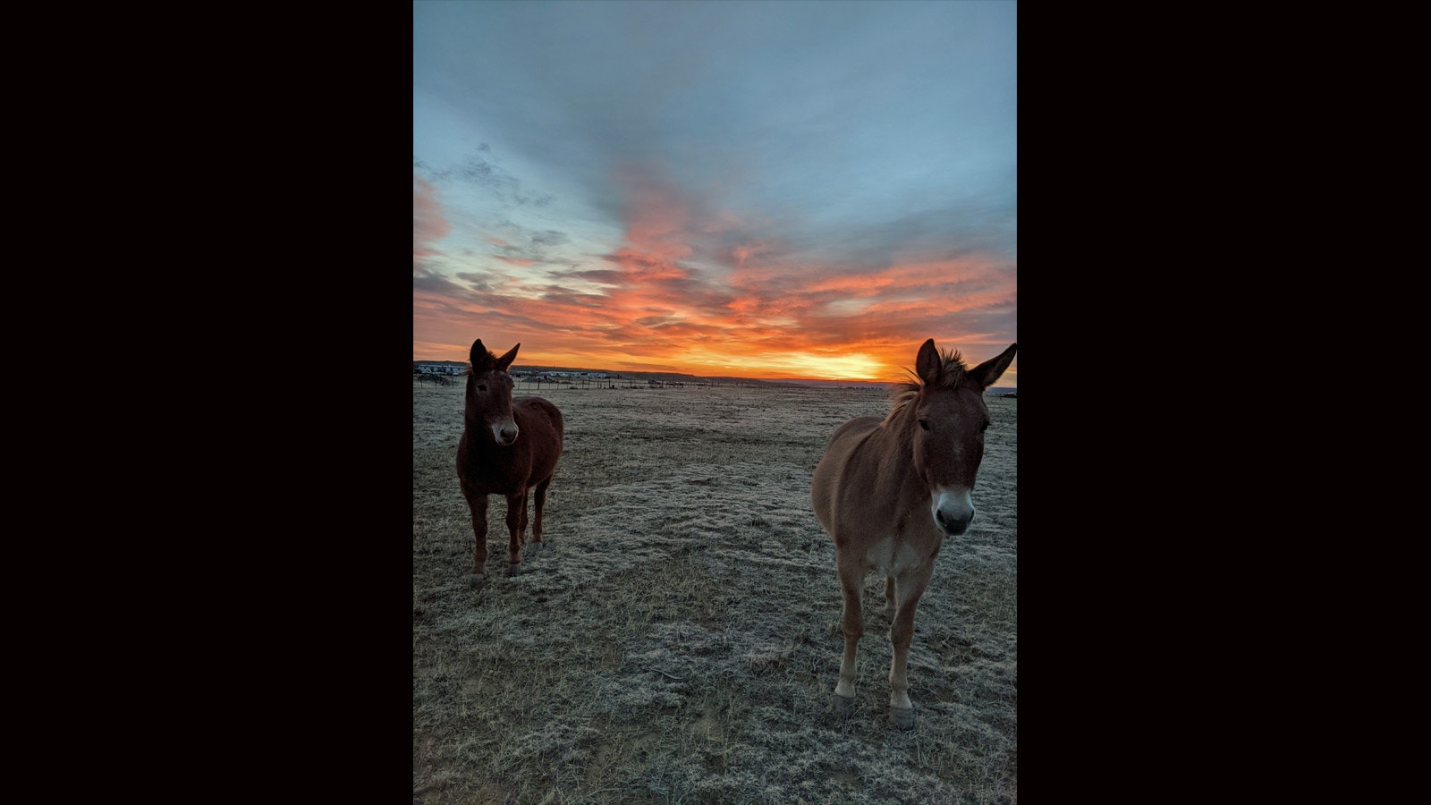 Mules sunrise