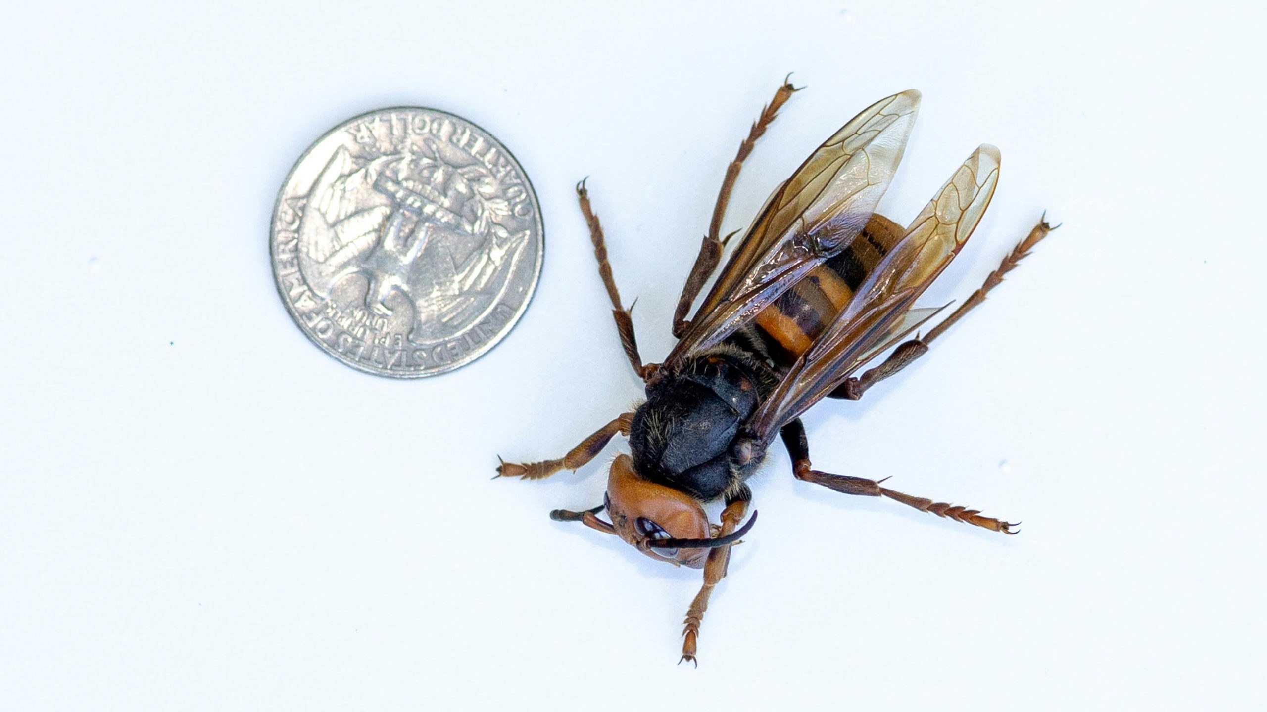 Murder hornet 8 9 22 scaled