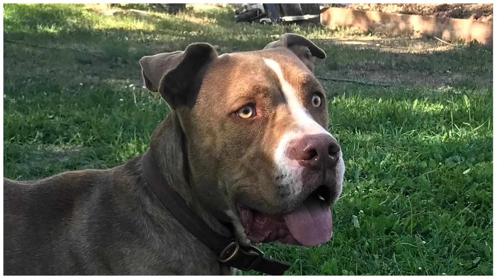 Murphy, the Nation family's pit bull mix.