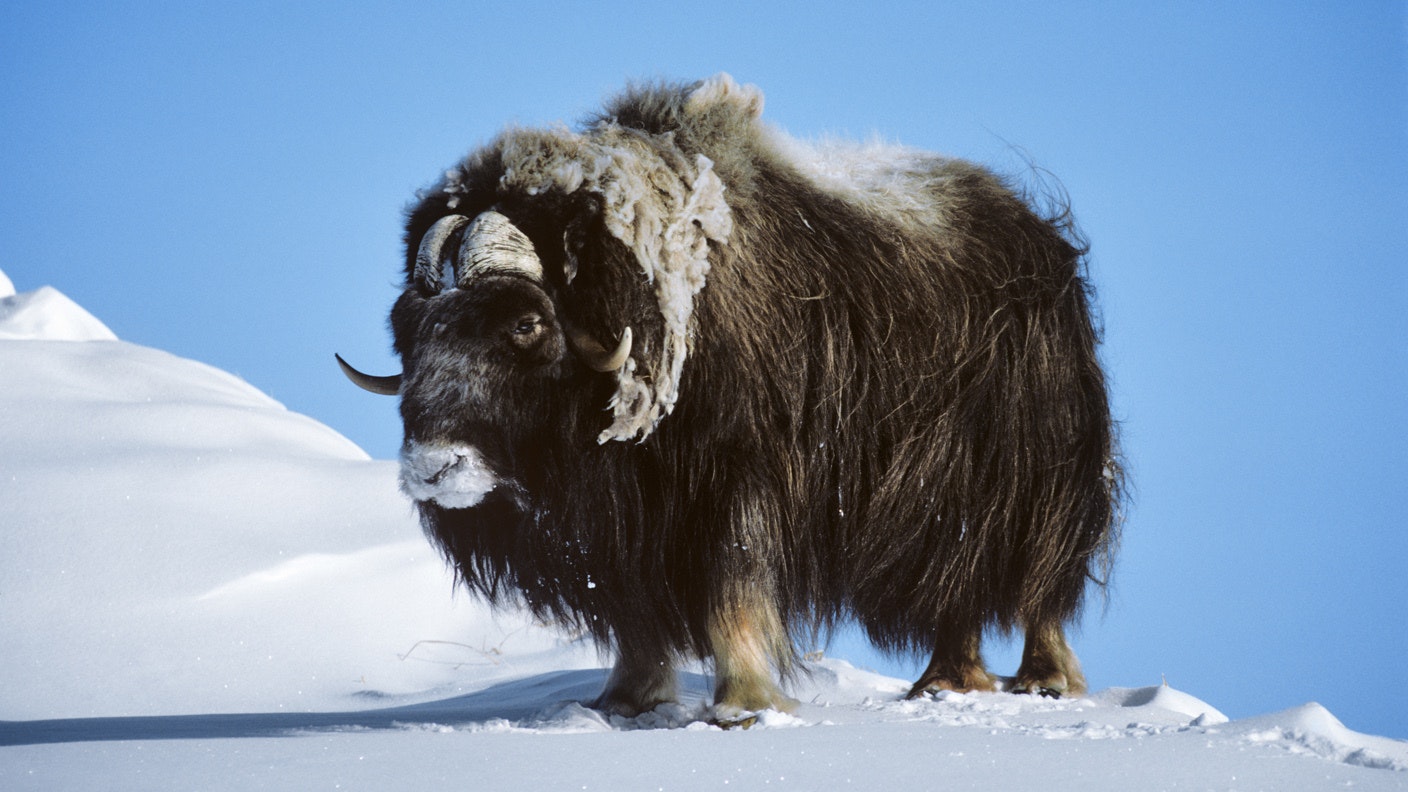 Musk ox 12 19 22