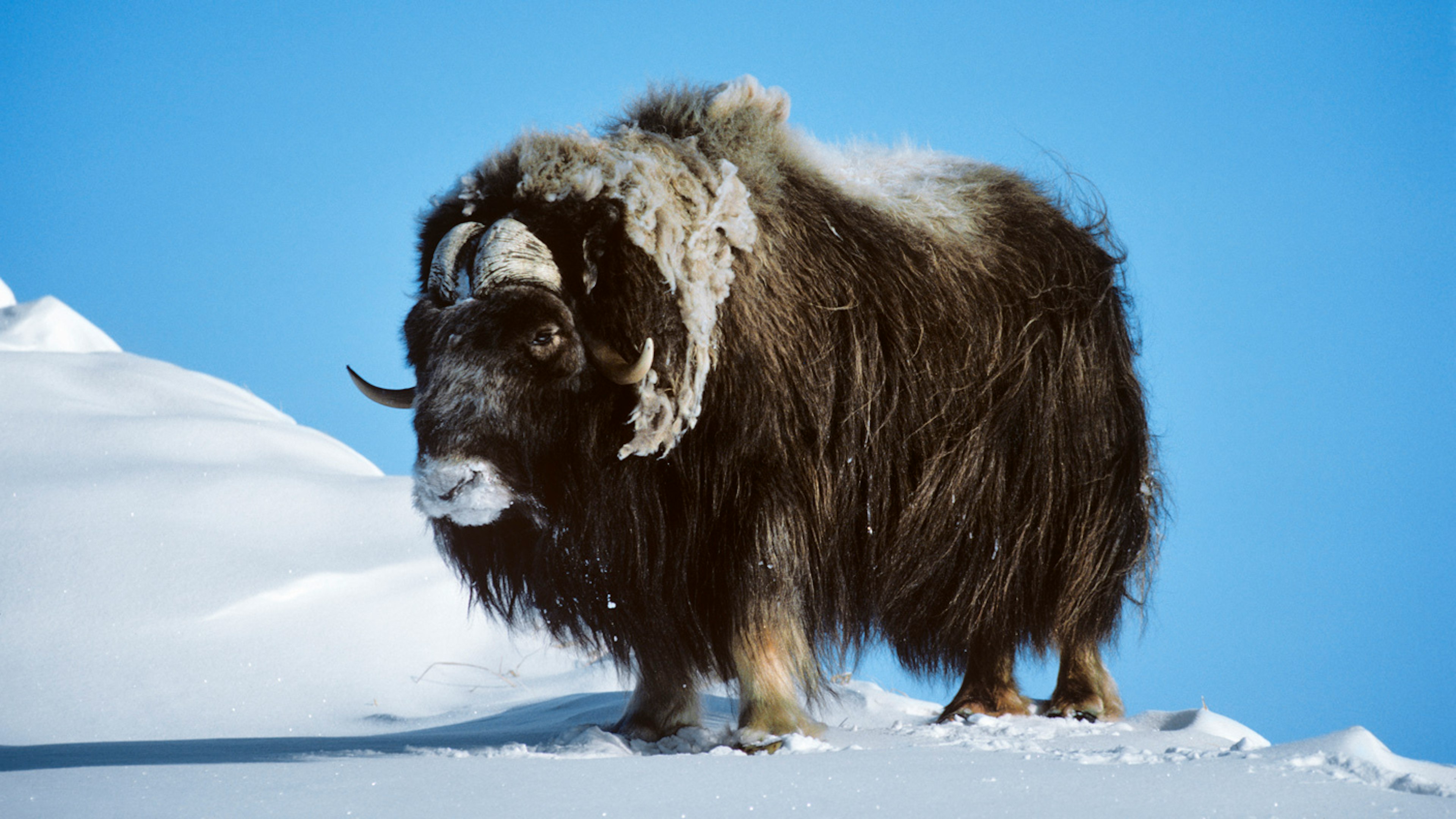 In Rare Attack, Musk Ox Kills Alaska State Trooper Protecting His Dogs ...