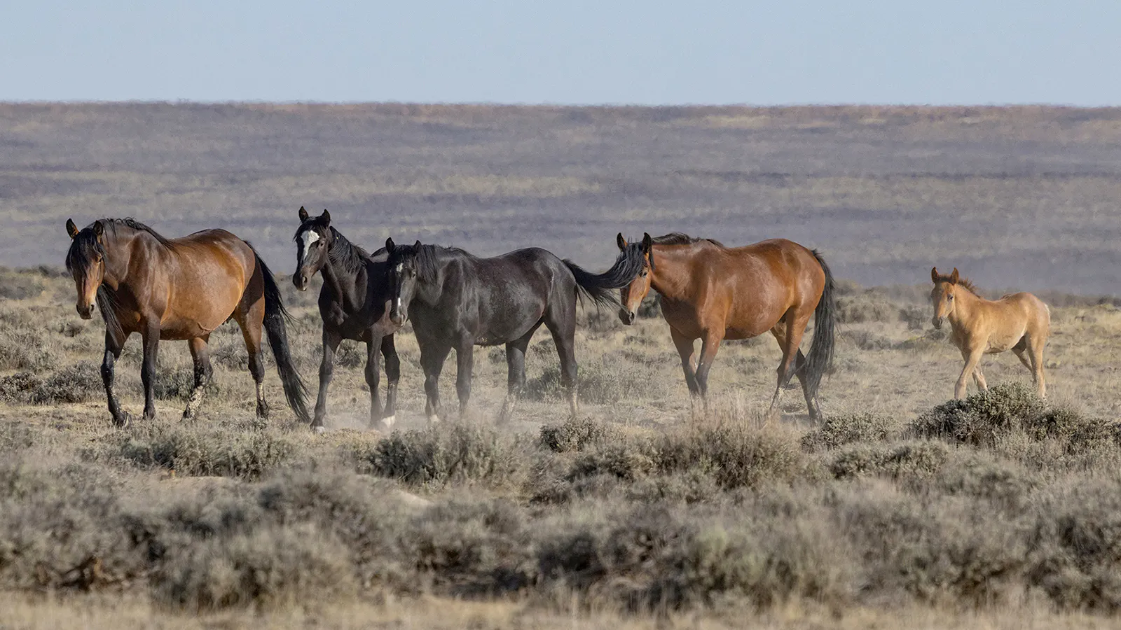 Horse advocates say it’s been proven that mustangs rounded up in Wyoming have been sent to slaughterhouses in Canada.