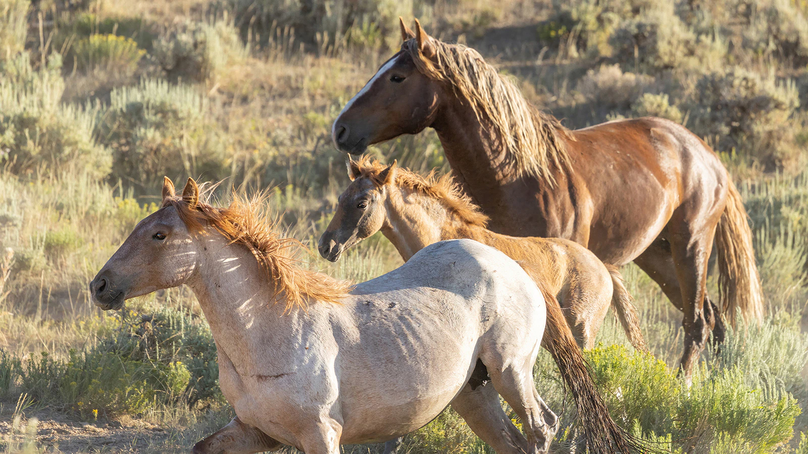 Horse advocates say it’s been proven that mustangs rounded up in Wyoming have been sent to slaughterhouses in Canada.